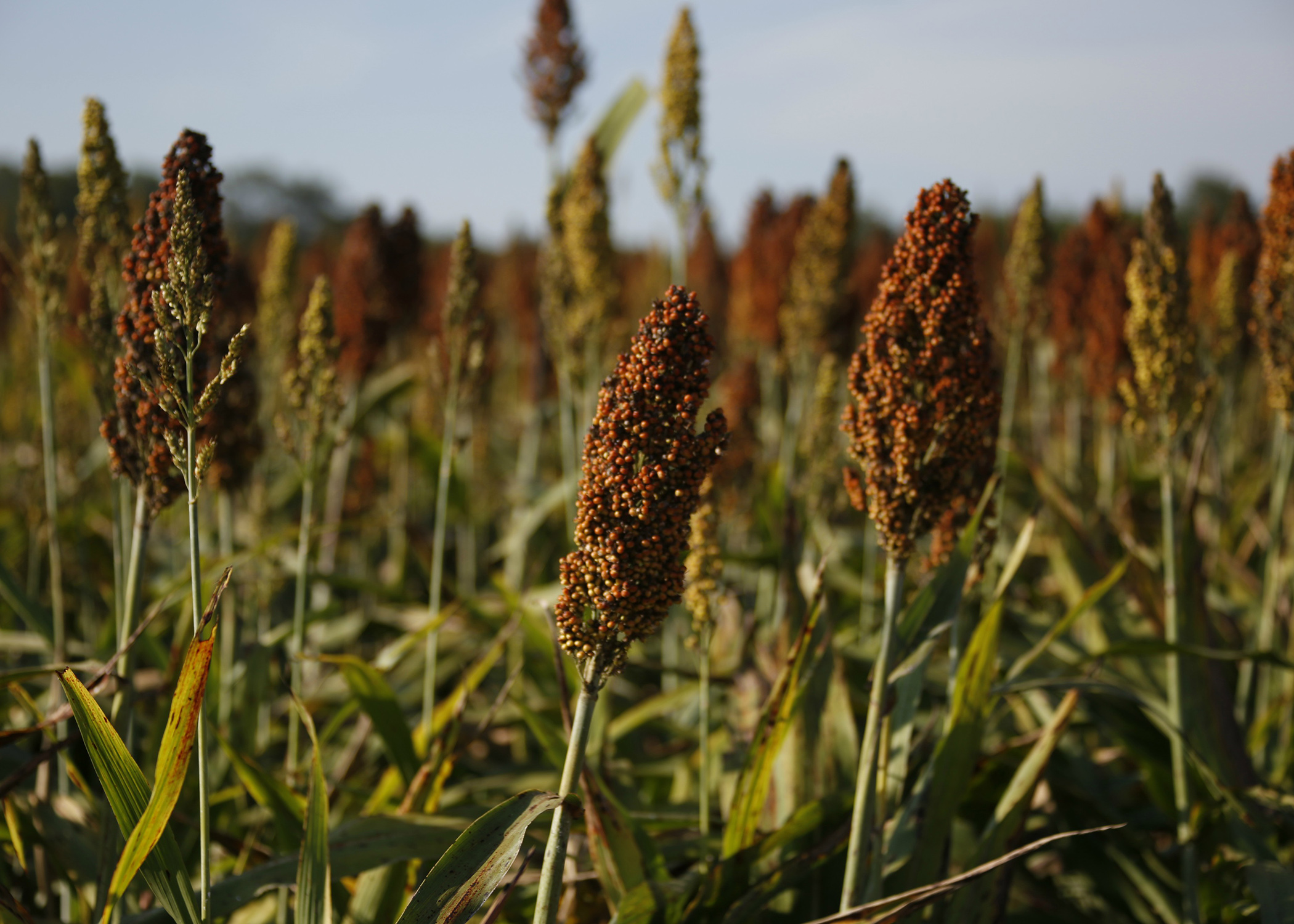 Sorghum yields shine; acreage and prices sag | Mississippi State ...