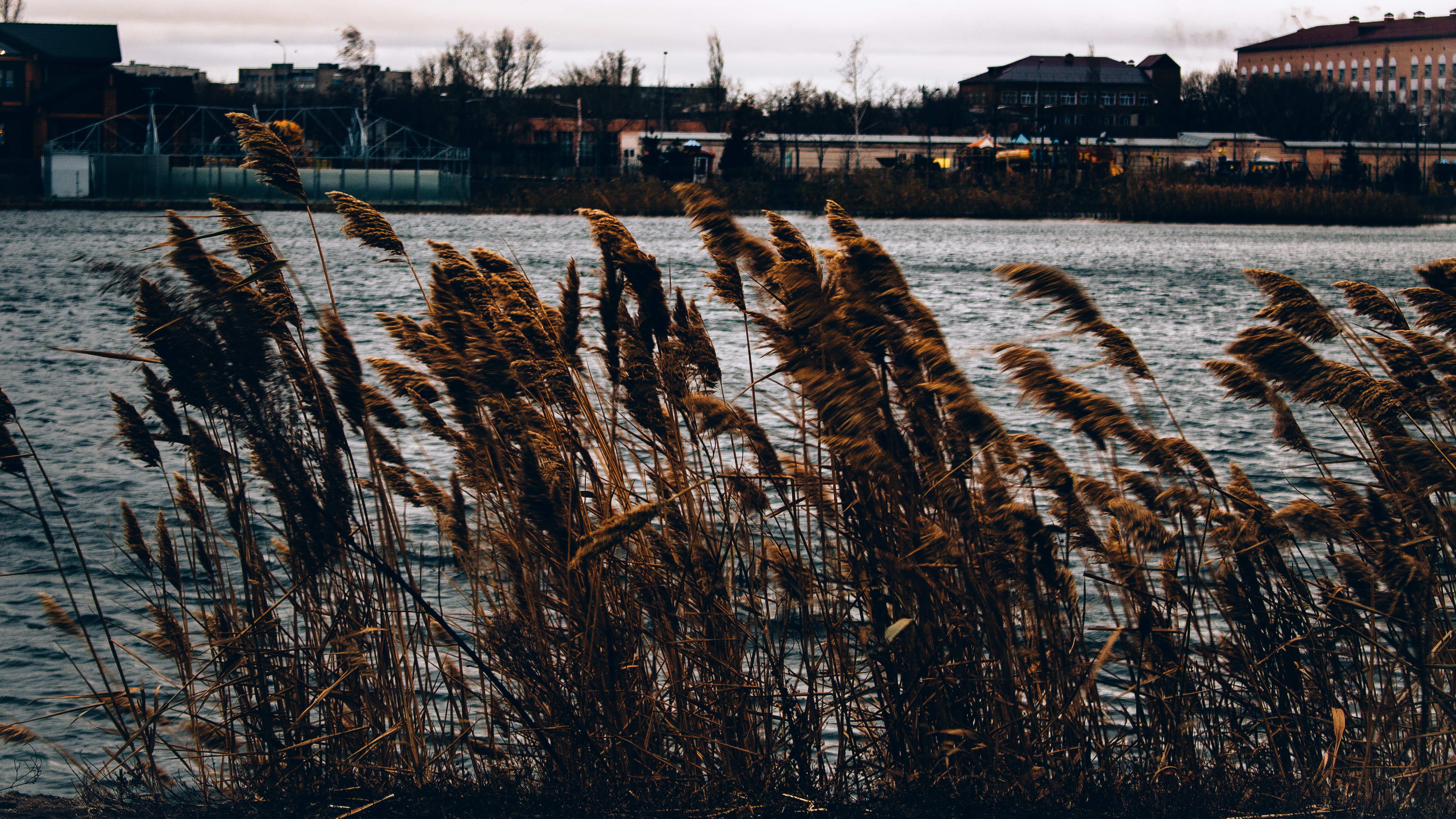 Brown grasses near body of water across houses photo