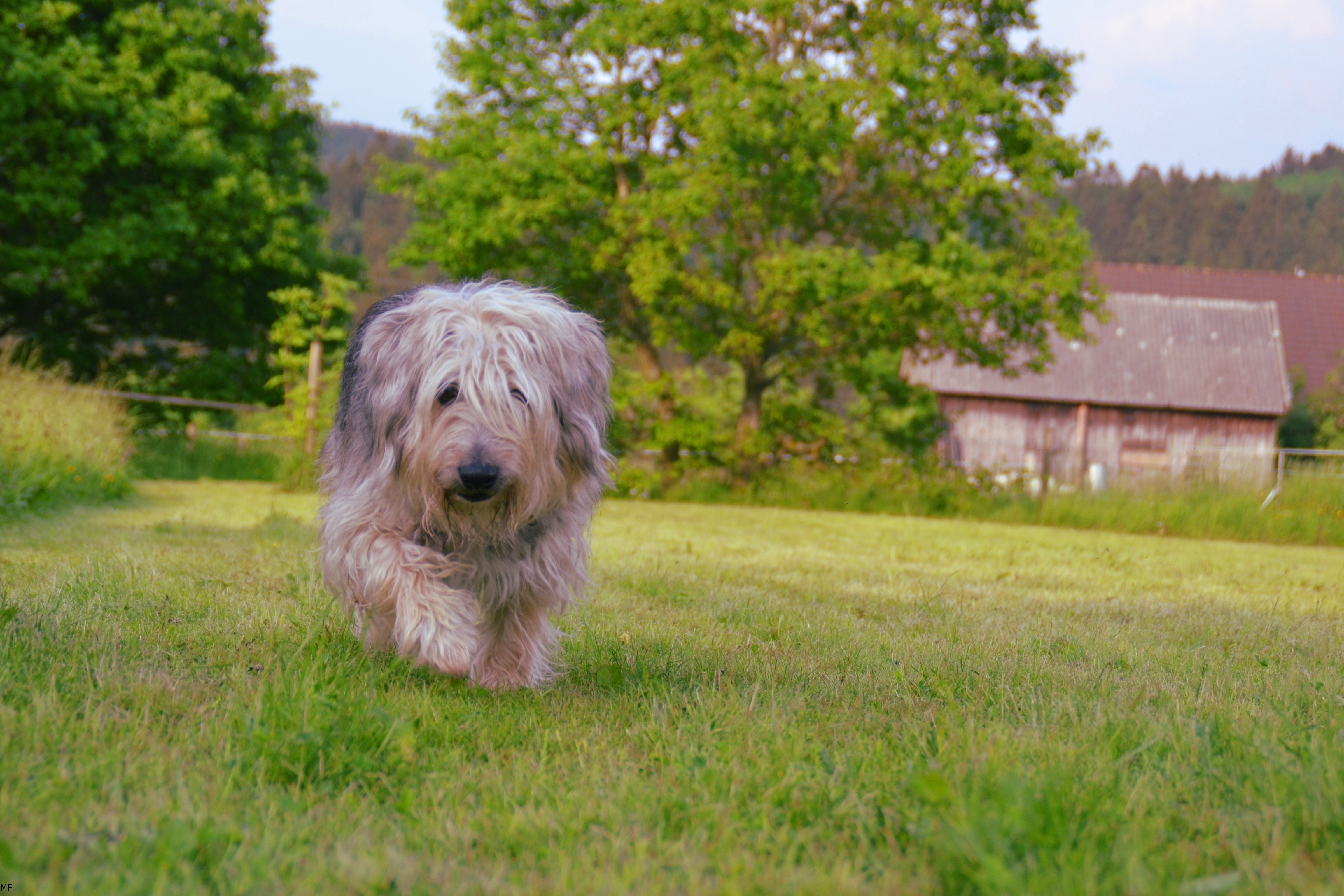 Brown gray and white hairy medium size dog walking on green grass field during daytime photo