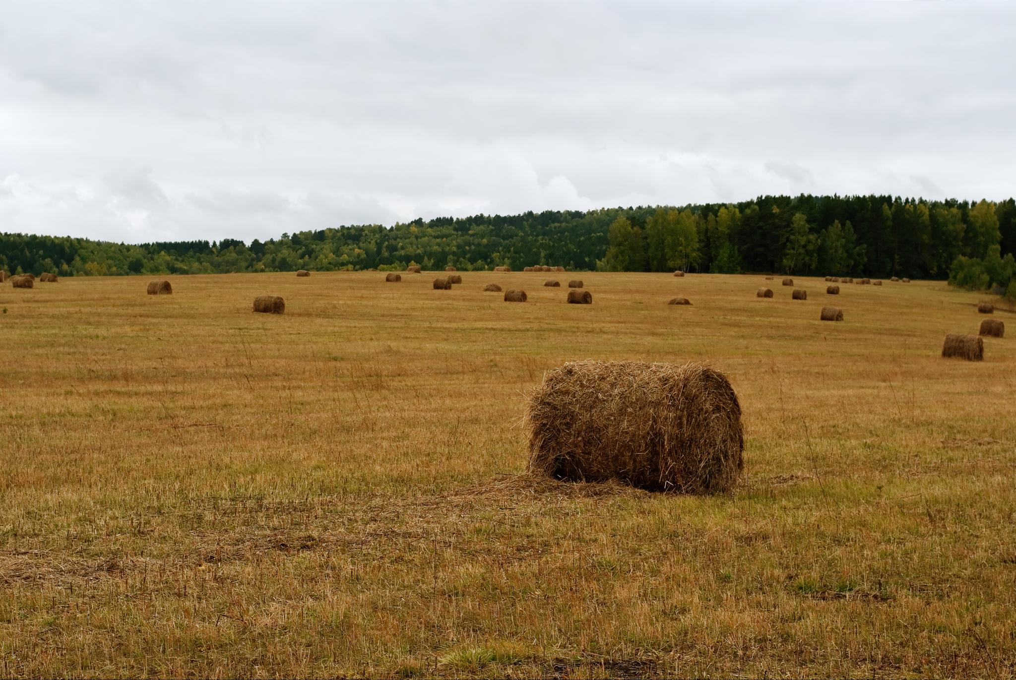 File:Hay-rolls-magansk-krasnoyarsk-krai-19-september-2010.jpg ...