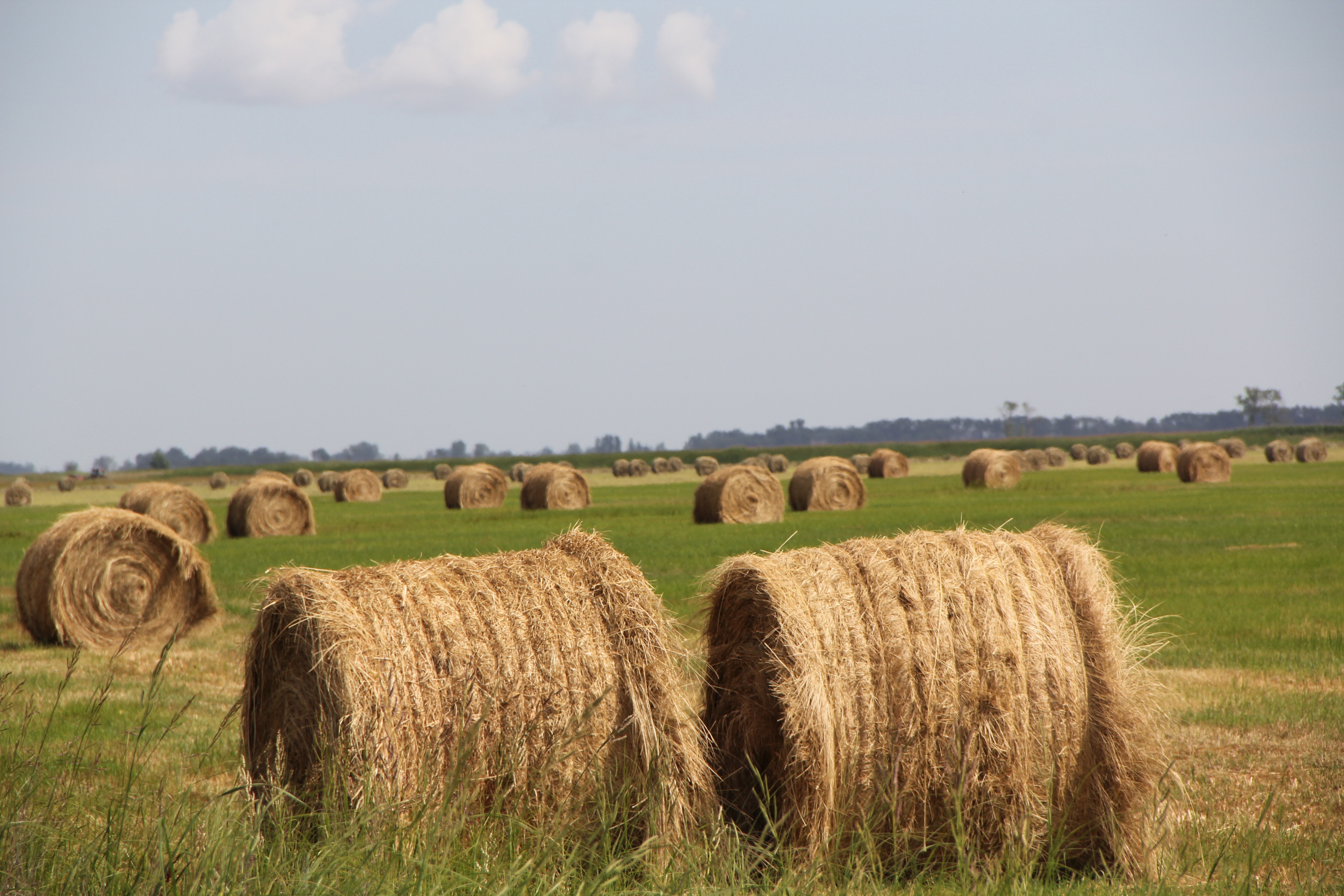 brown hay rolls lot free image | Peakpx