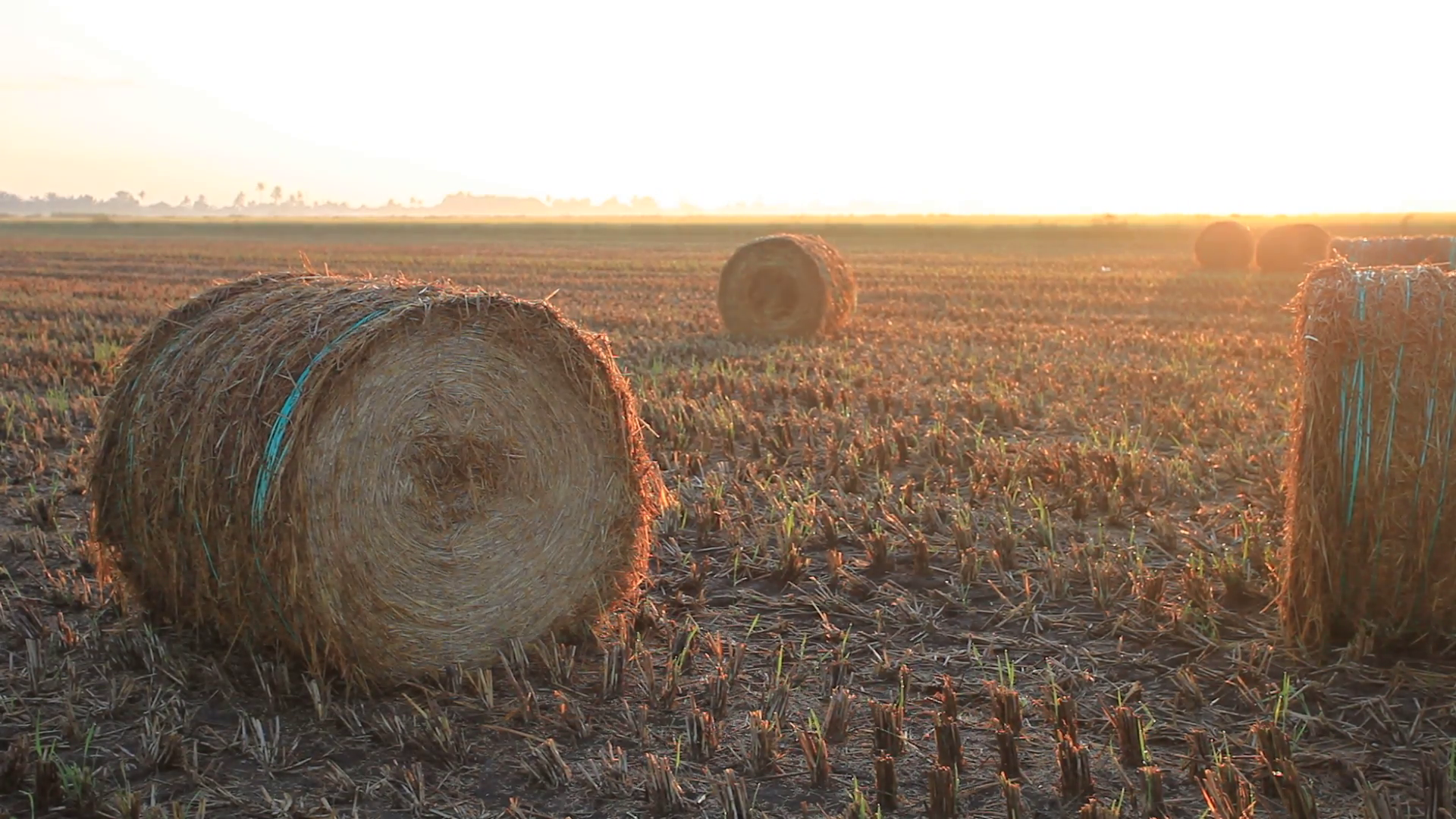 Hay rolls on a dried paddy field during sunrise. Still footage ...