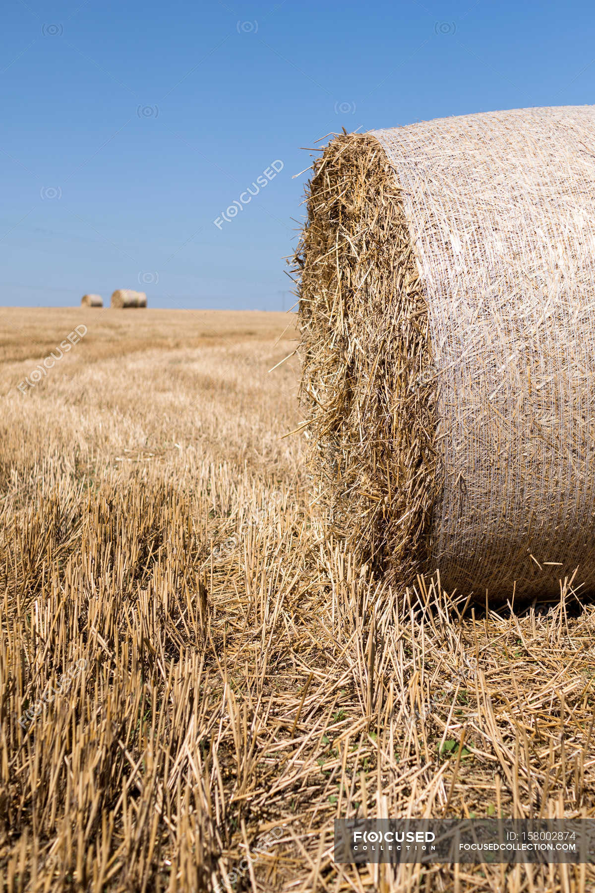 Harvested field and hay rolls — Stock Photo | #158002874