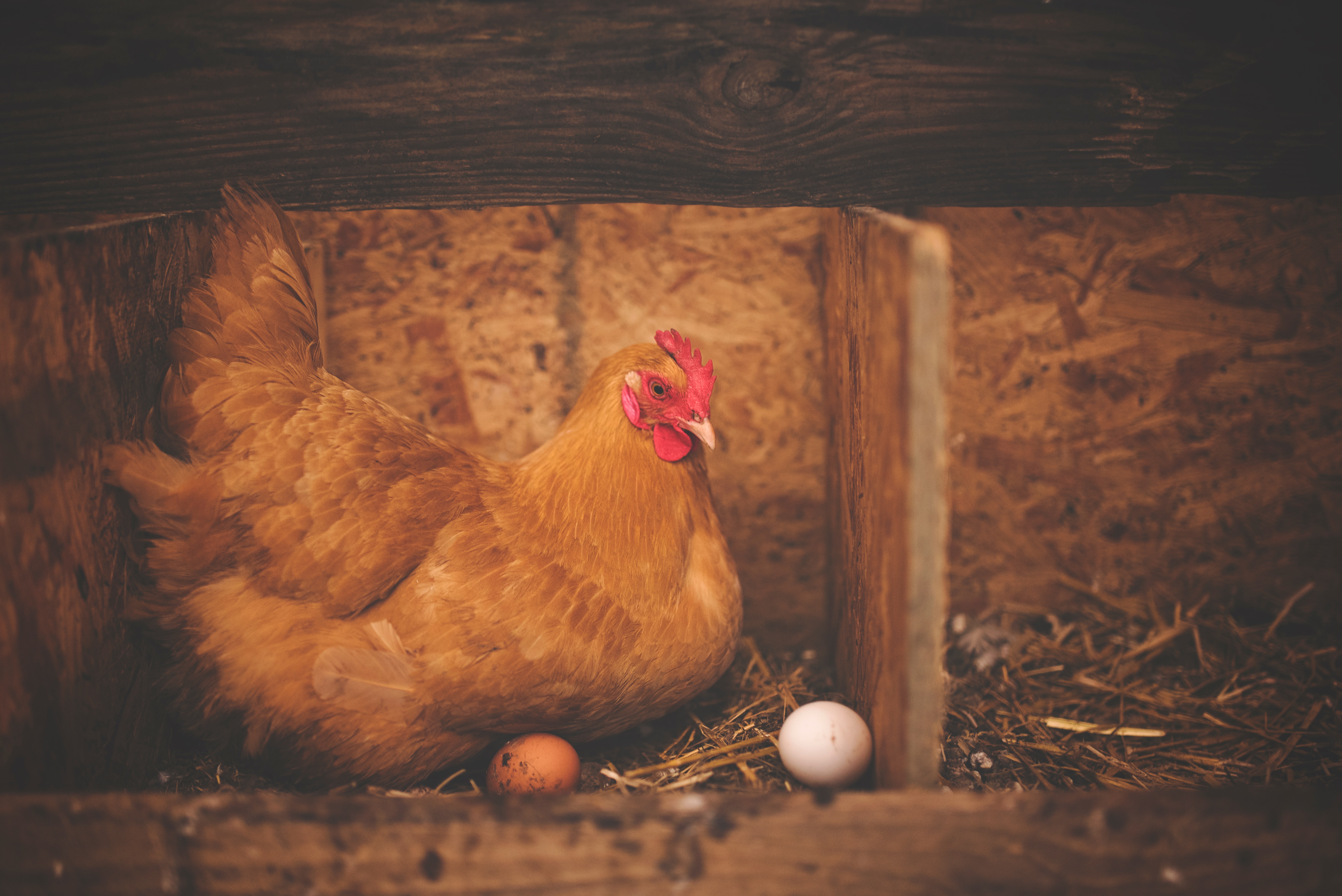 Brown hen near white egg on nest photo