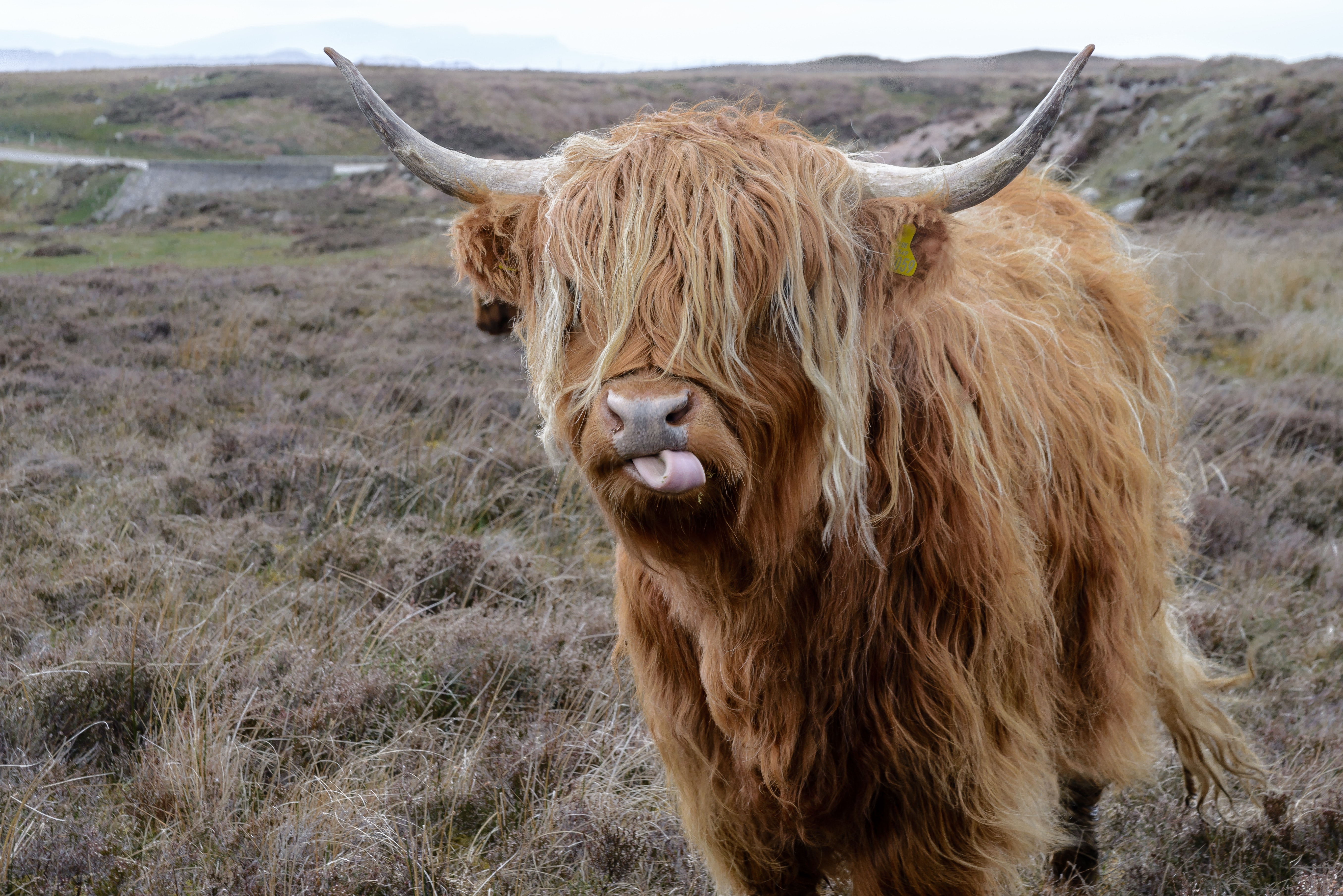 Free photos: Highland cattle - 3 images, Highland cattle photos ...