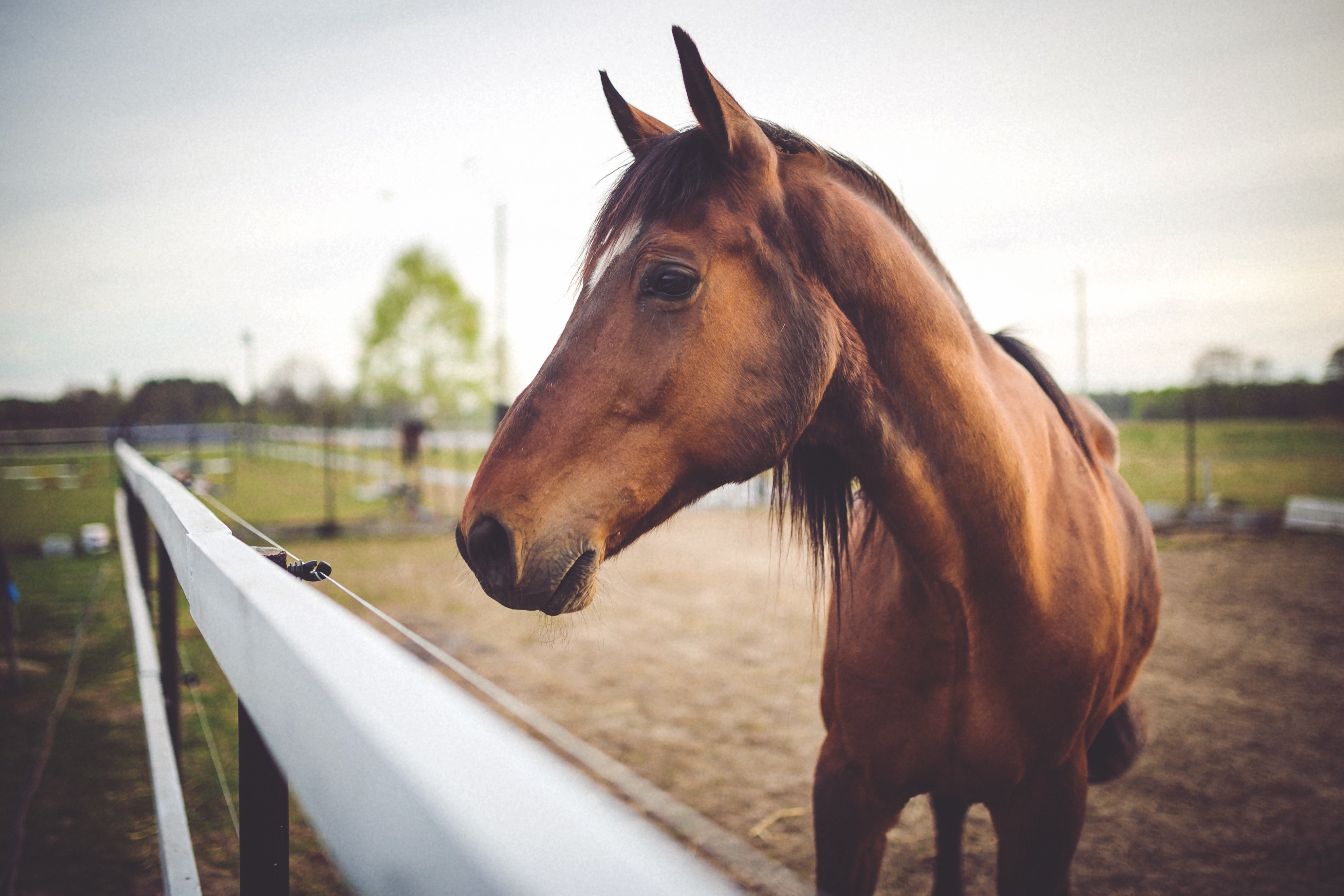 Brown horse on field · Free Stock Photo
