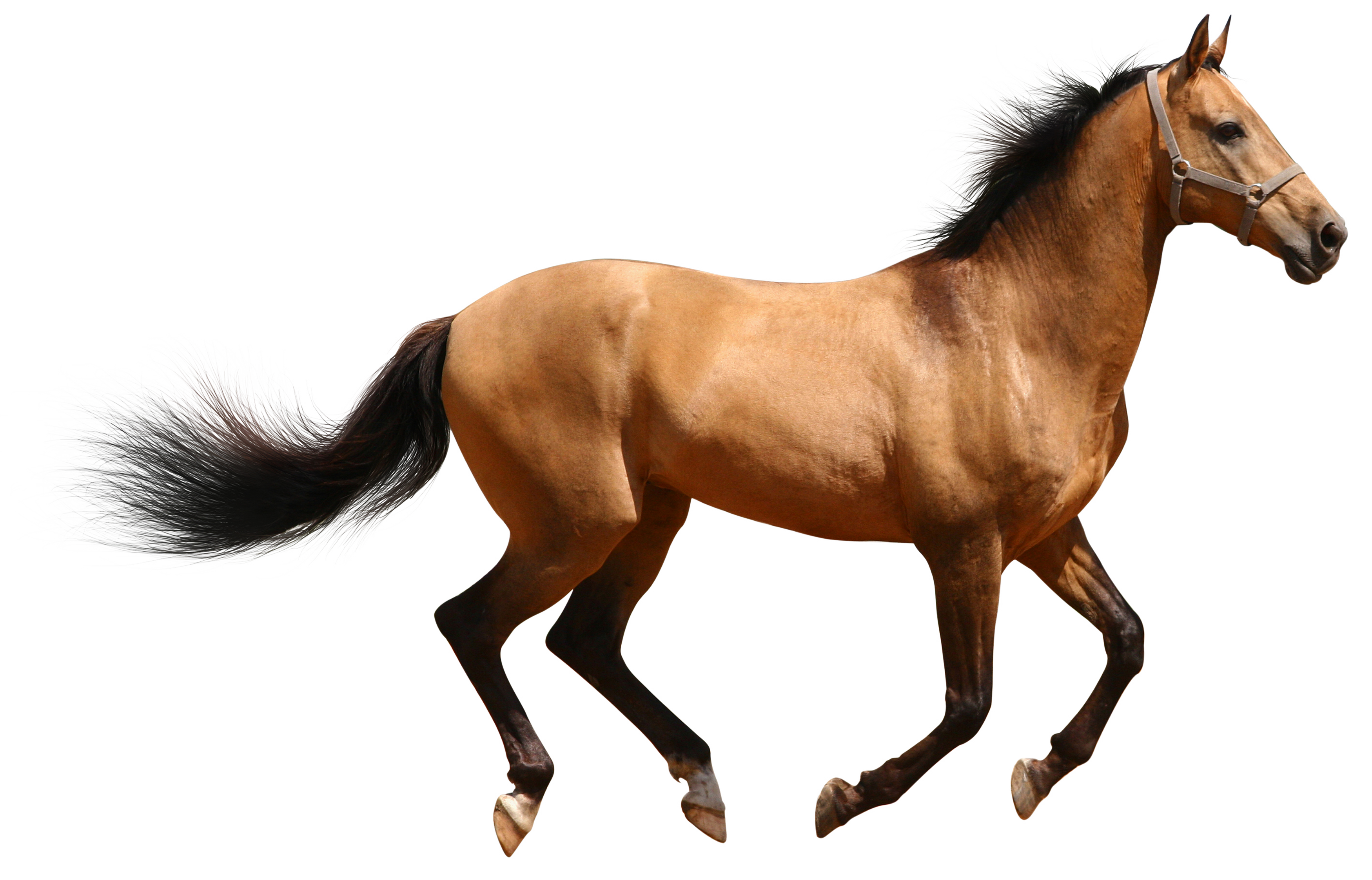 Brown horse photo