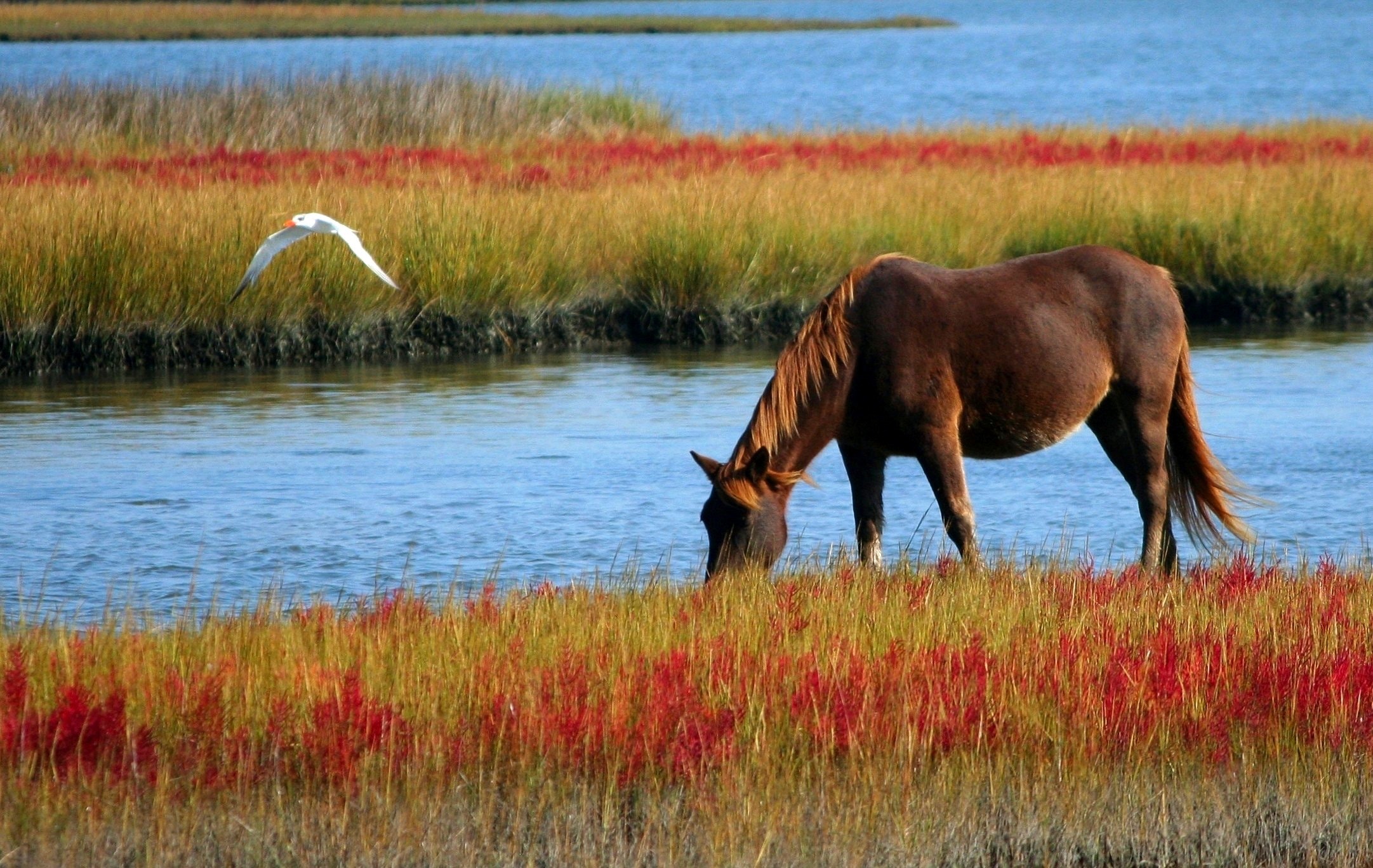 Brown horse on green and red grasses beside river photo