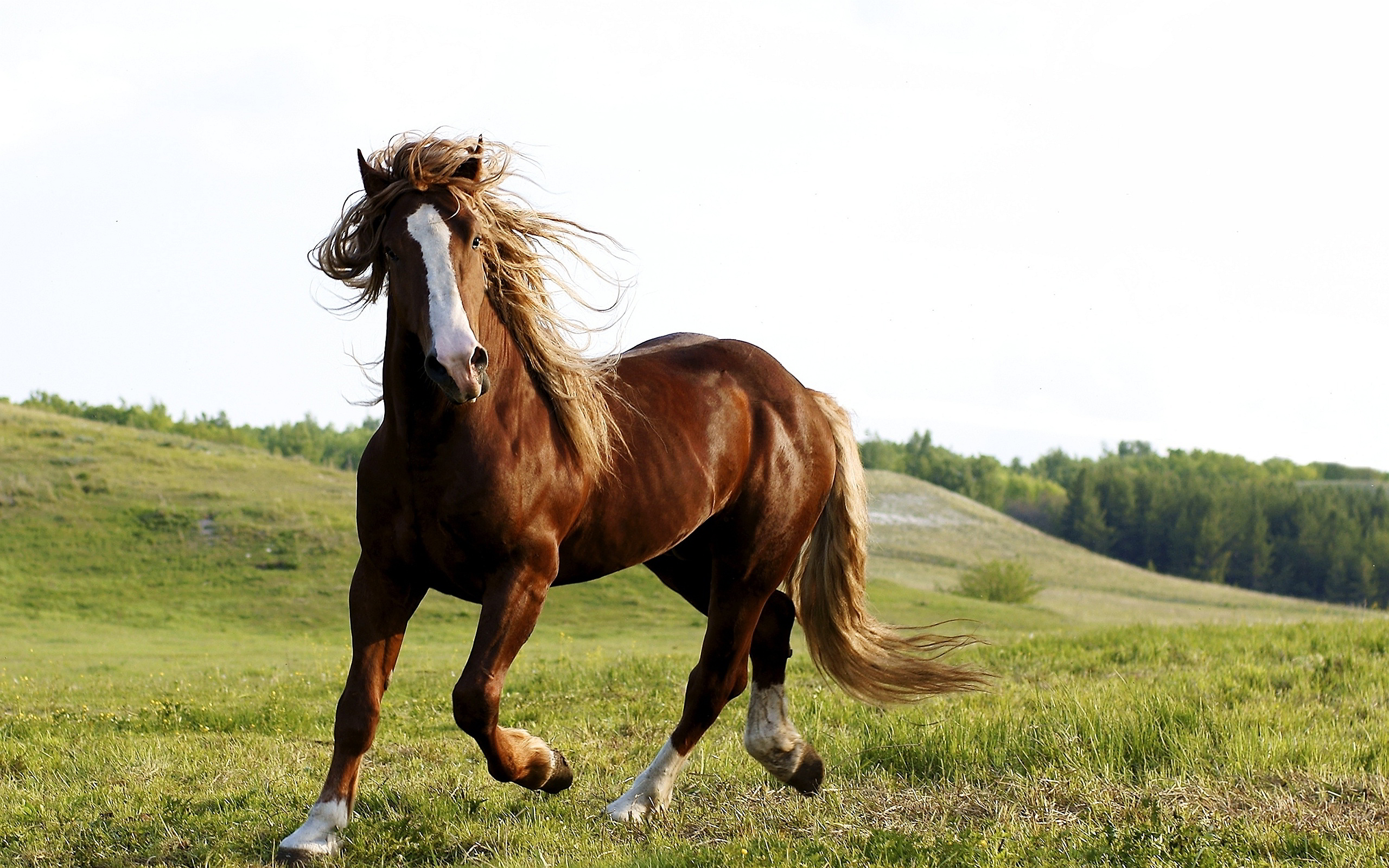 Stallion Horse wallpaper | Brown horse Wallpapers Pictures Photos ...