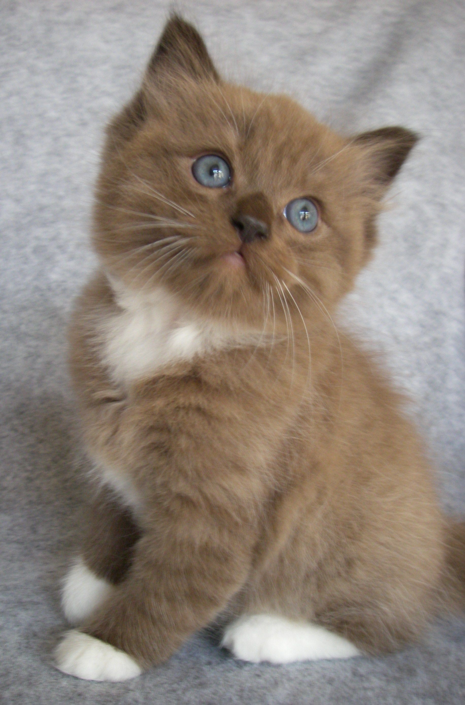 Seal Mitted Sepia Ragdoll Kitten - Ohhh let me smooch you on your ...