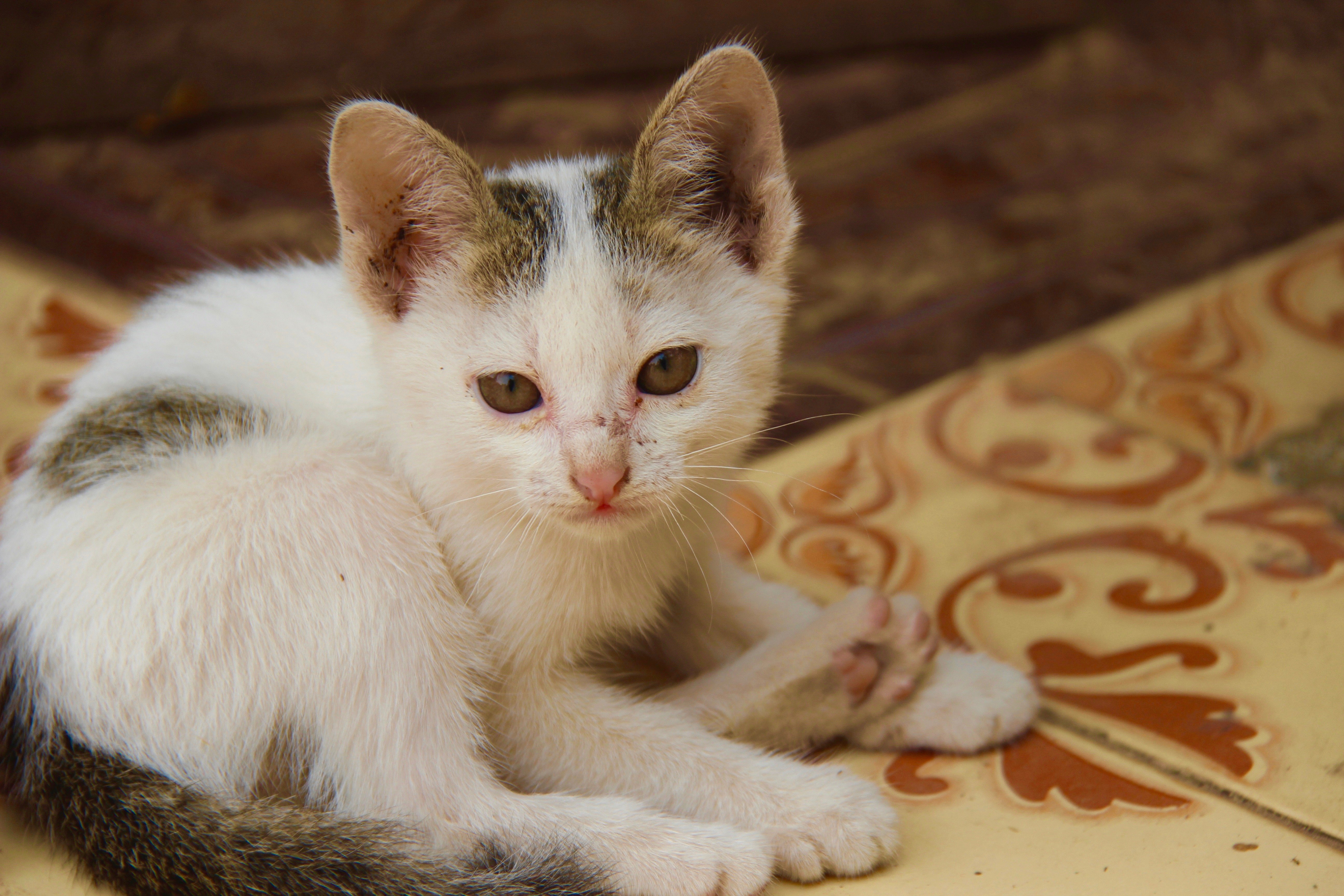 White and Brown Kitten ~ Animal Photos ~ Creative Market