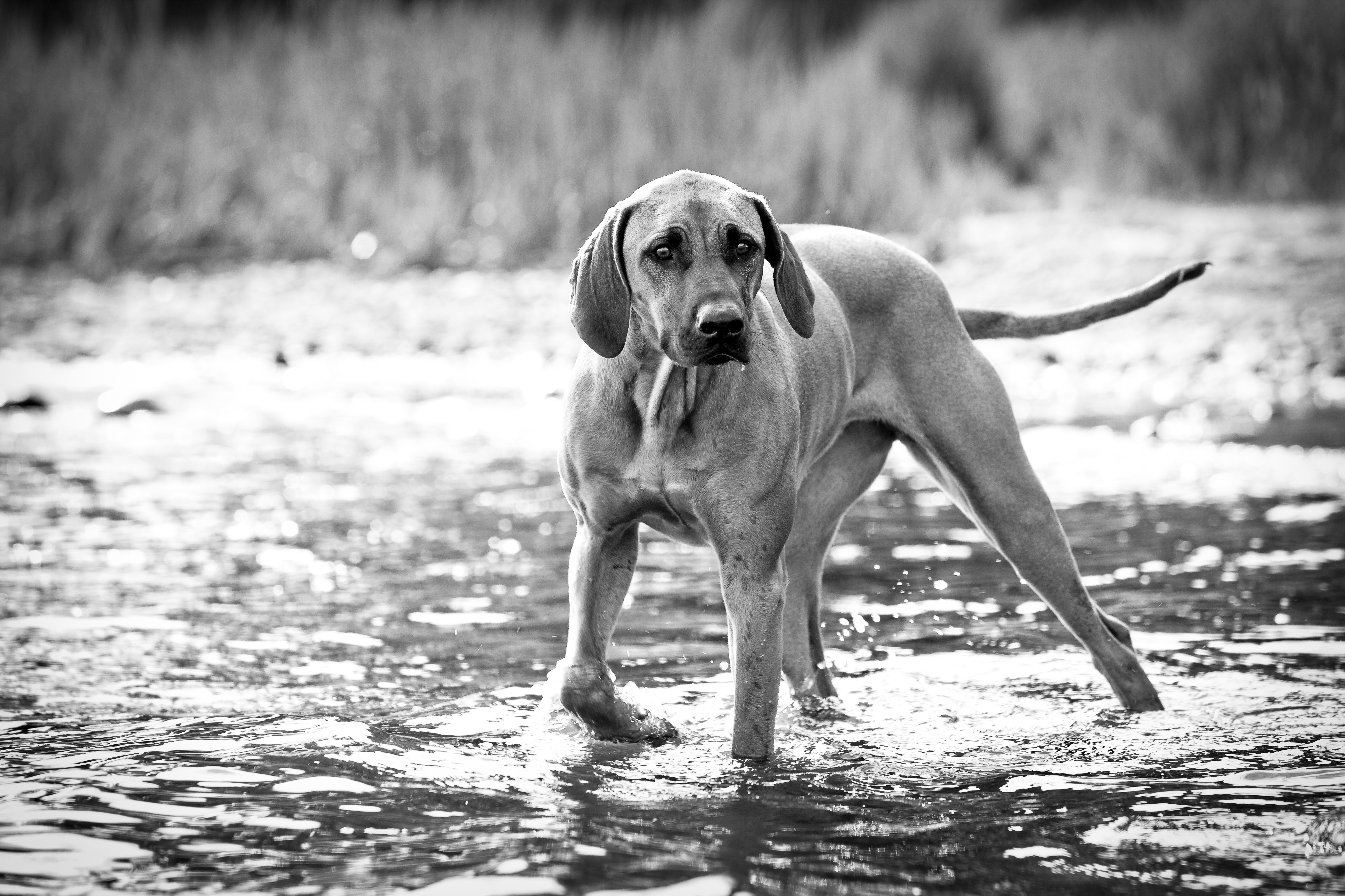 Brown Large Size Dog on Body of Water Photo, Pet, Young, Wet, Water, HQ Photo