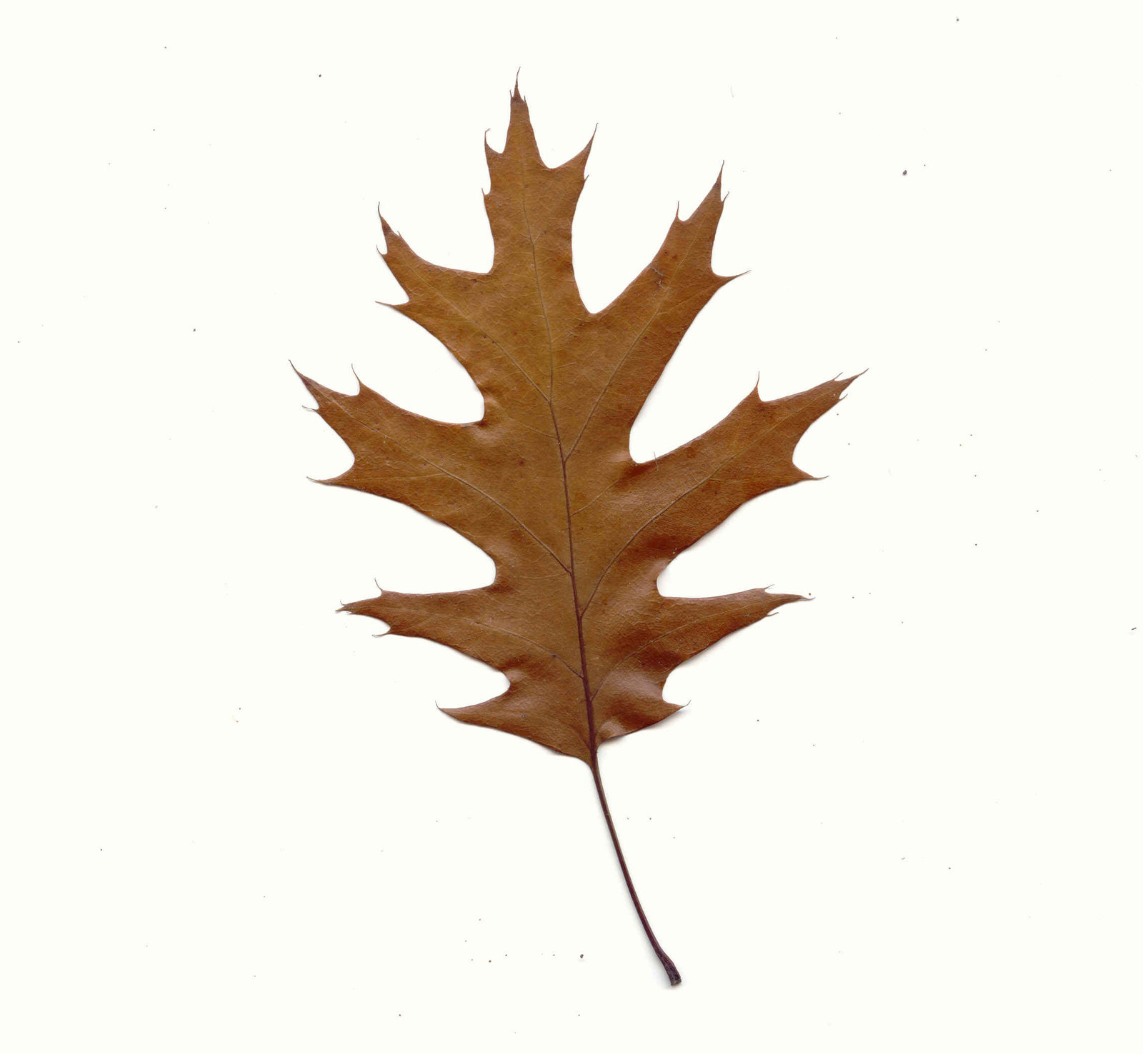 brown leaf front by doko-stock on DeviantArt