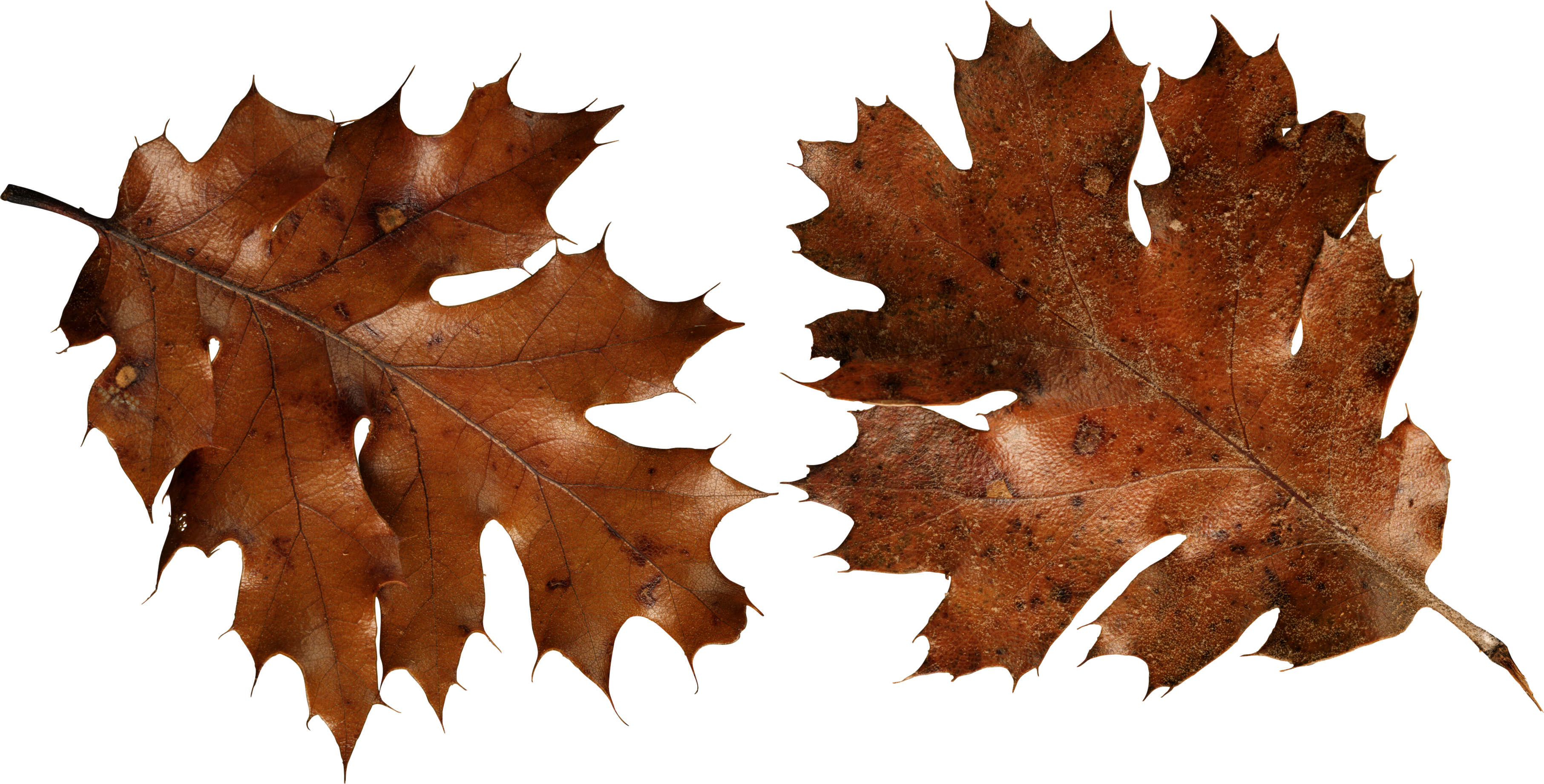 Brown Autumn Leaves PNG Image - PurePNG | Free transparent CC0 PNG ...