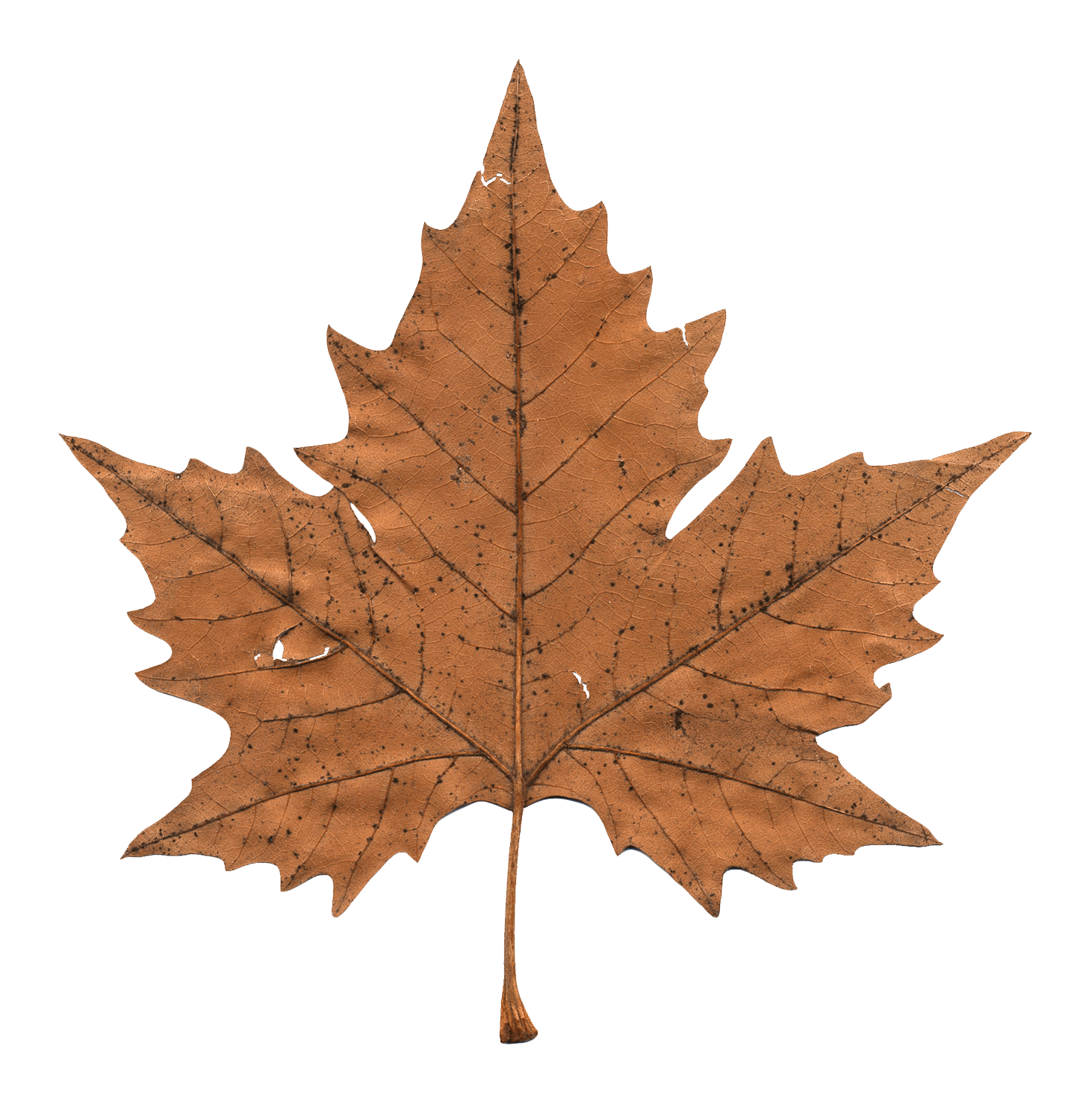 Faded Maple Leaf transparent PNG - StickPNG