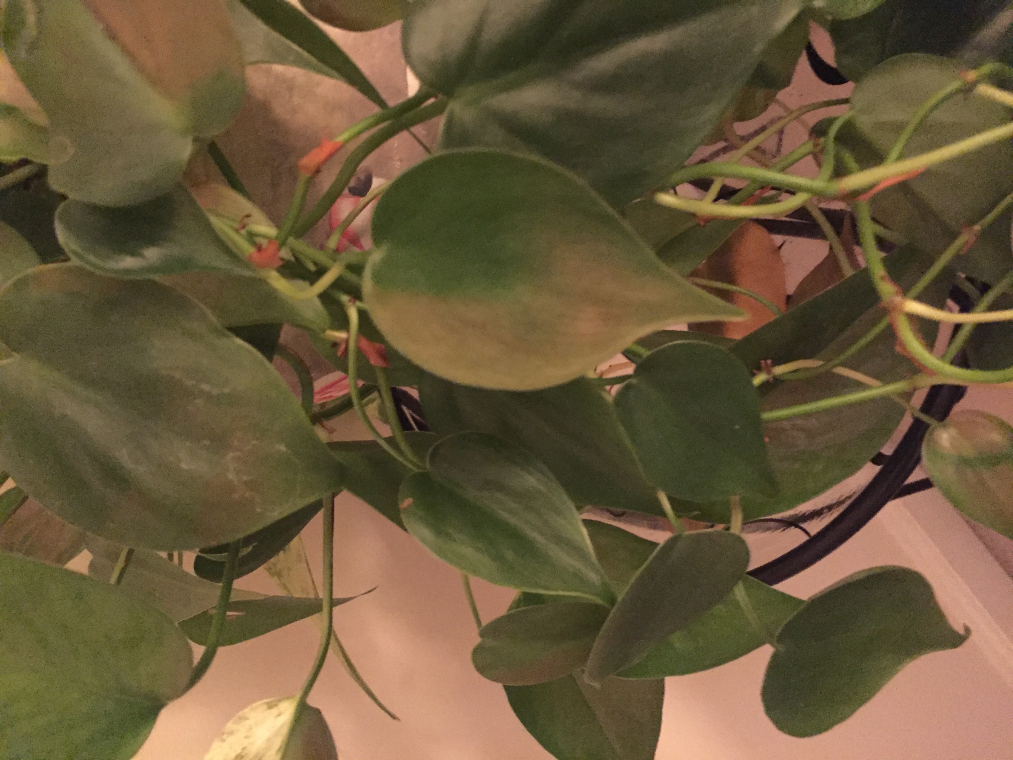Pistils Rx: 5 Reasons your Houseplant's Leaves are Turning Brown ...