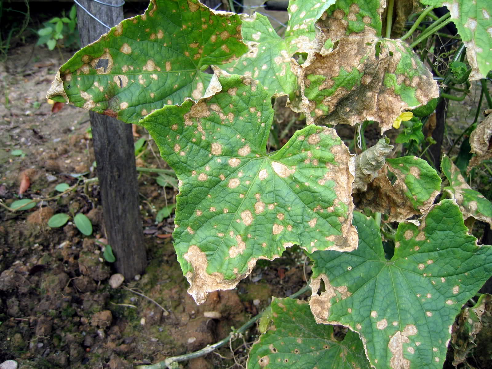 Brown Spots on Vegetable Plant Leaves • HelpfulGardener.com ...