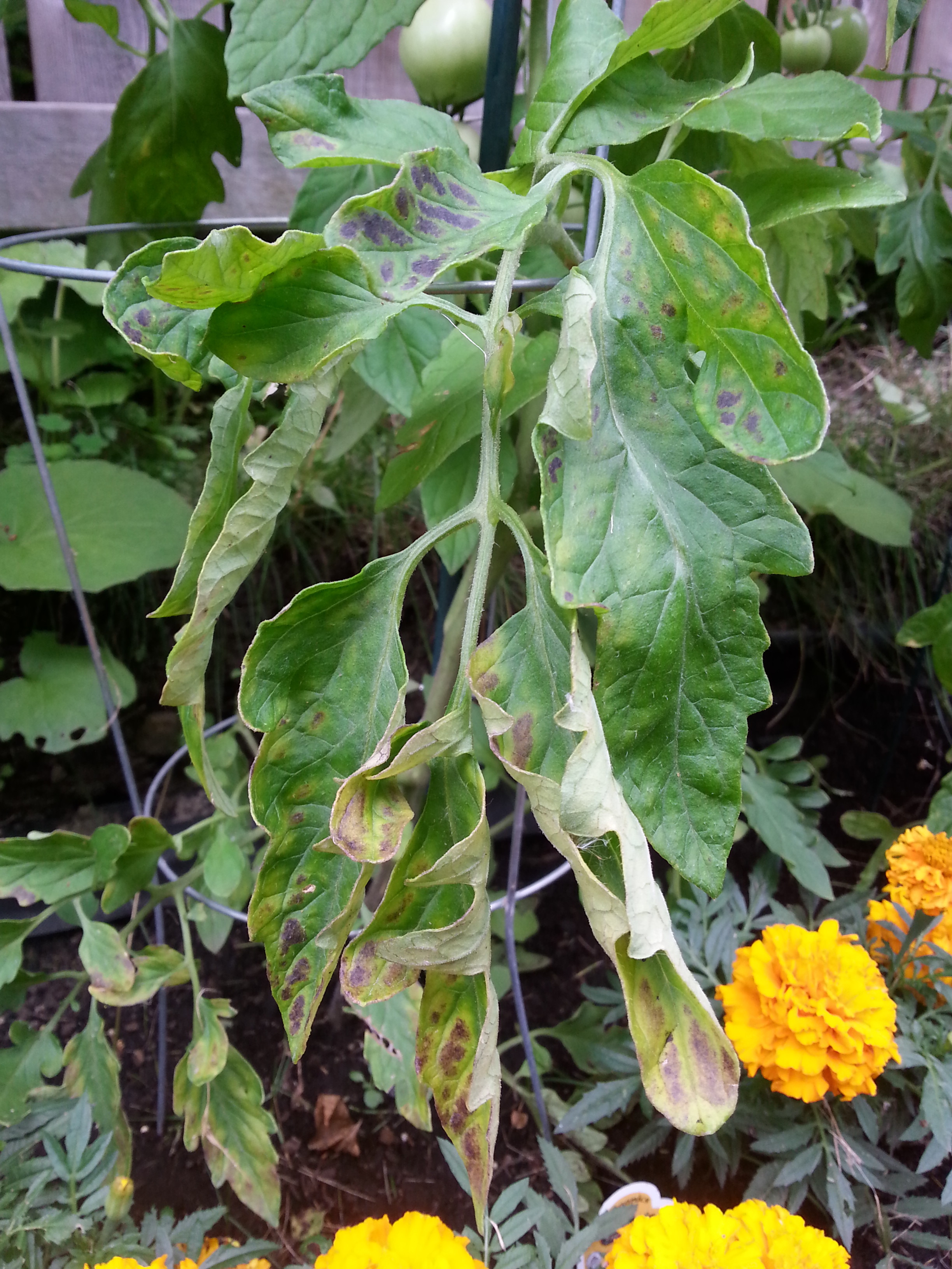 Wilted leaves on tomato plant with brown patches - Toronto Master ...