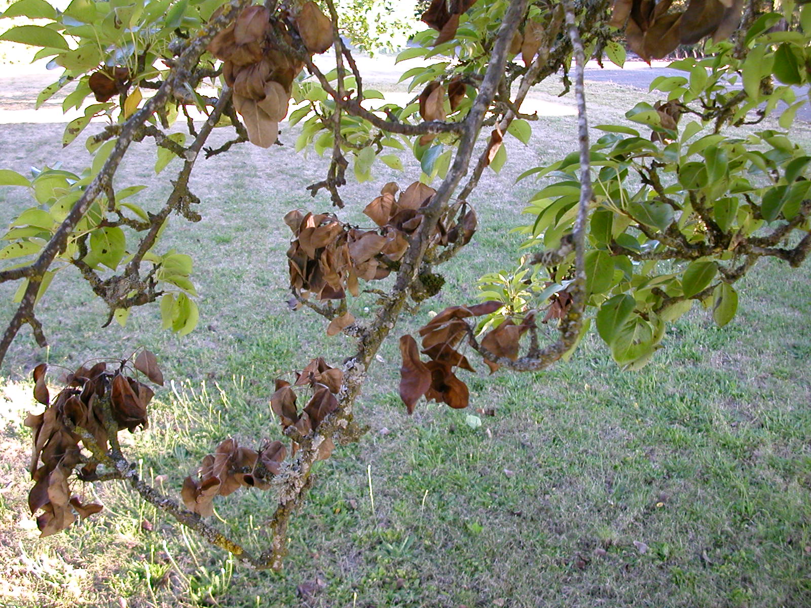 Bartlett pear tree brown, wilted leaves - Ask an Expert