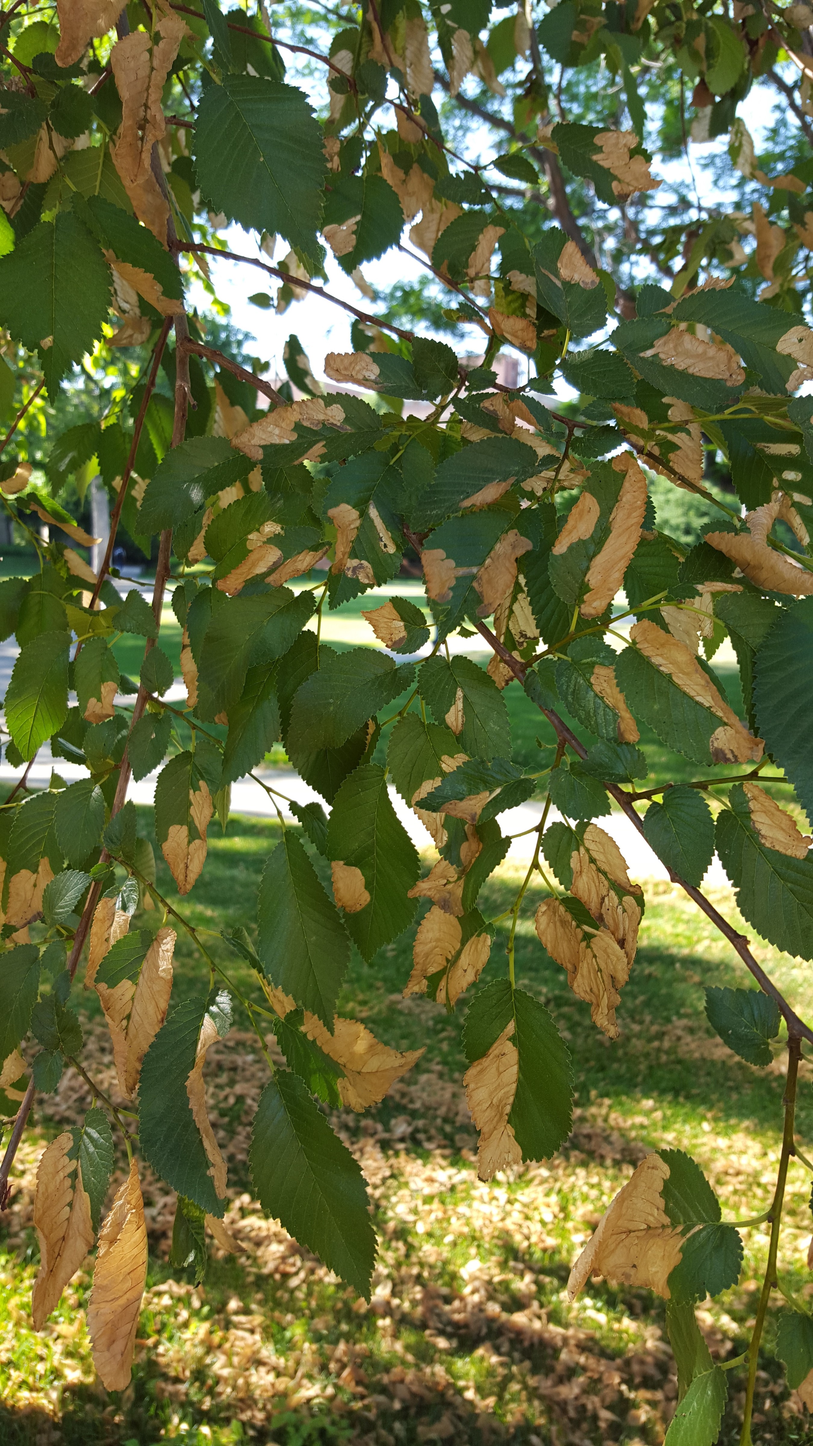 leaves turning brown on my elm tree - Ask an Expert