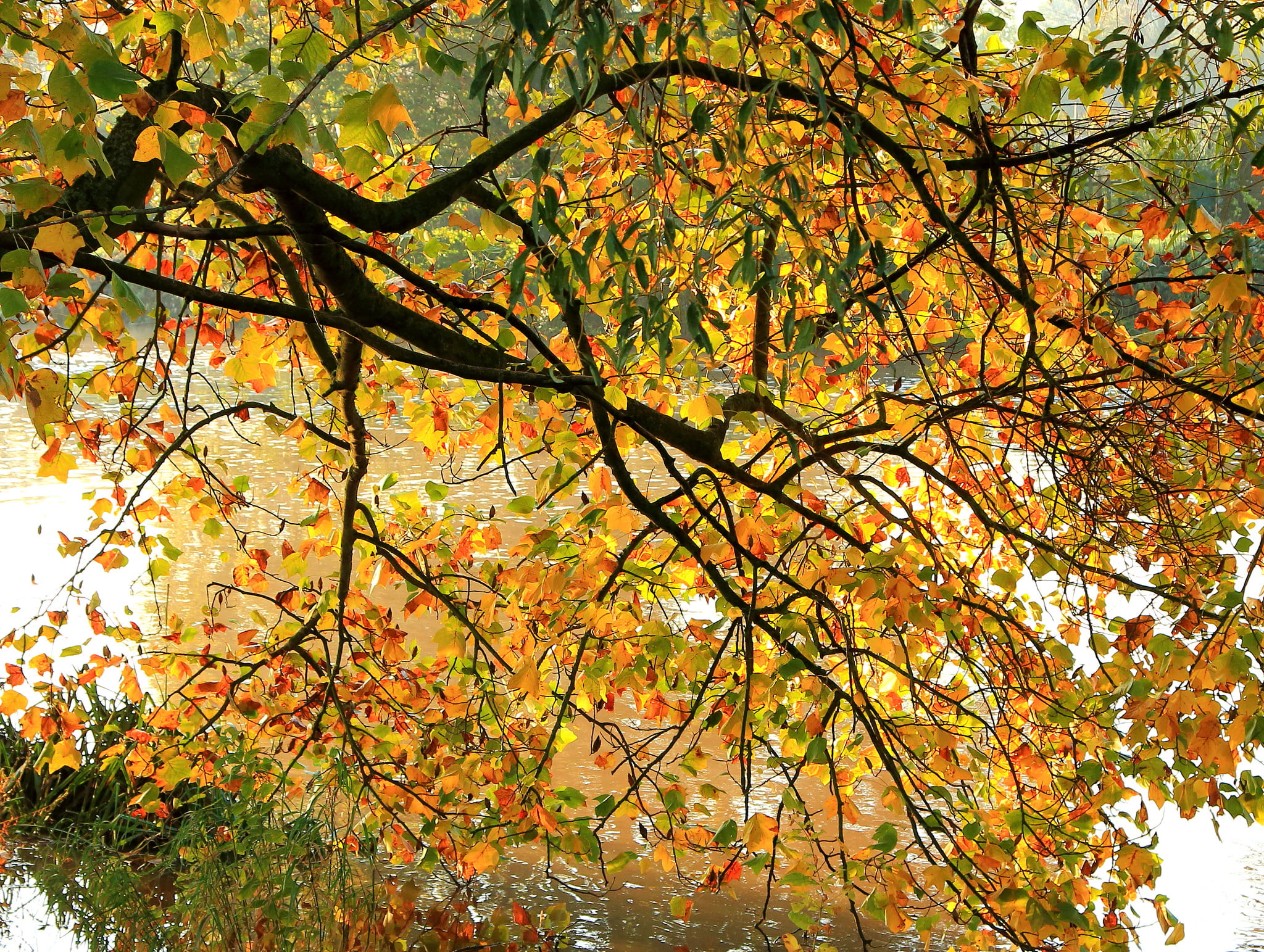 Brown leaves tree photo