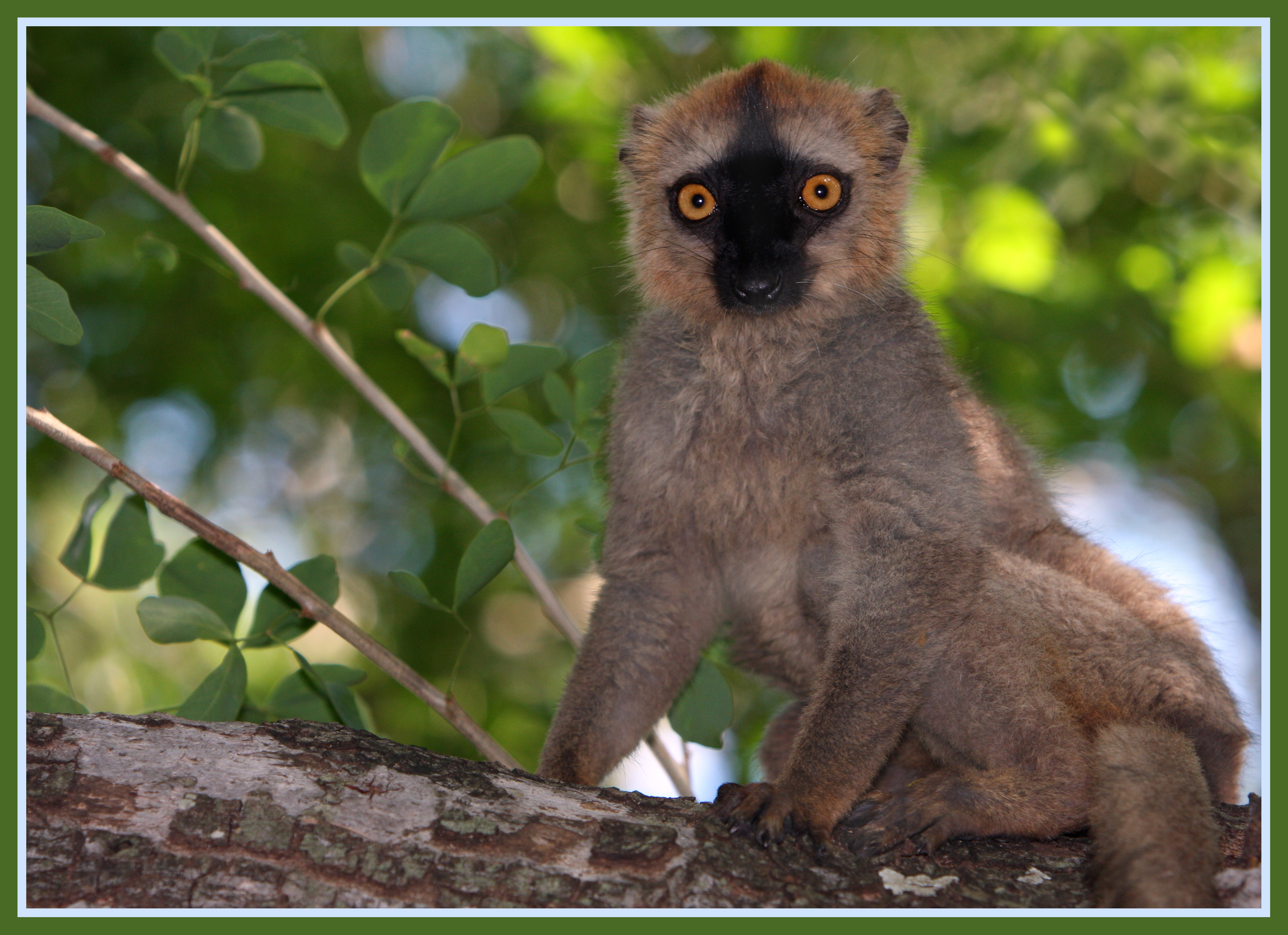 File:Brown Lemur in Berenty.jpg - Wikimedia Commons