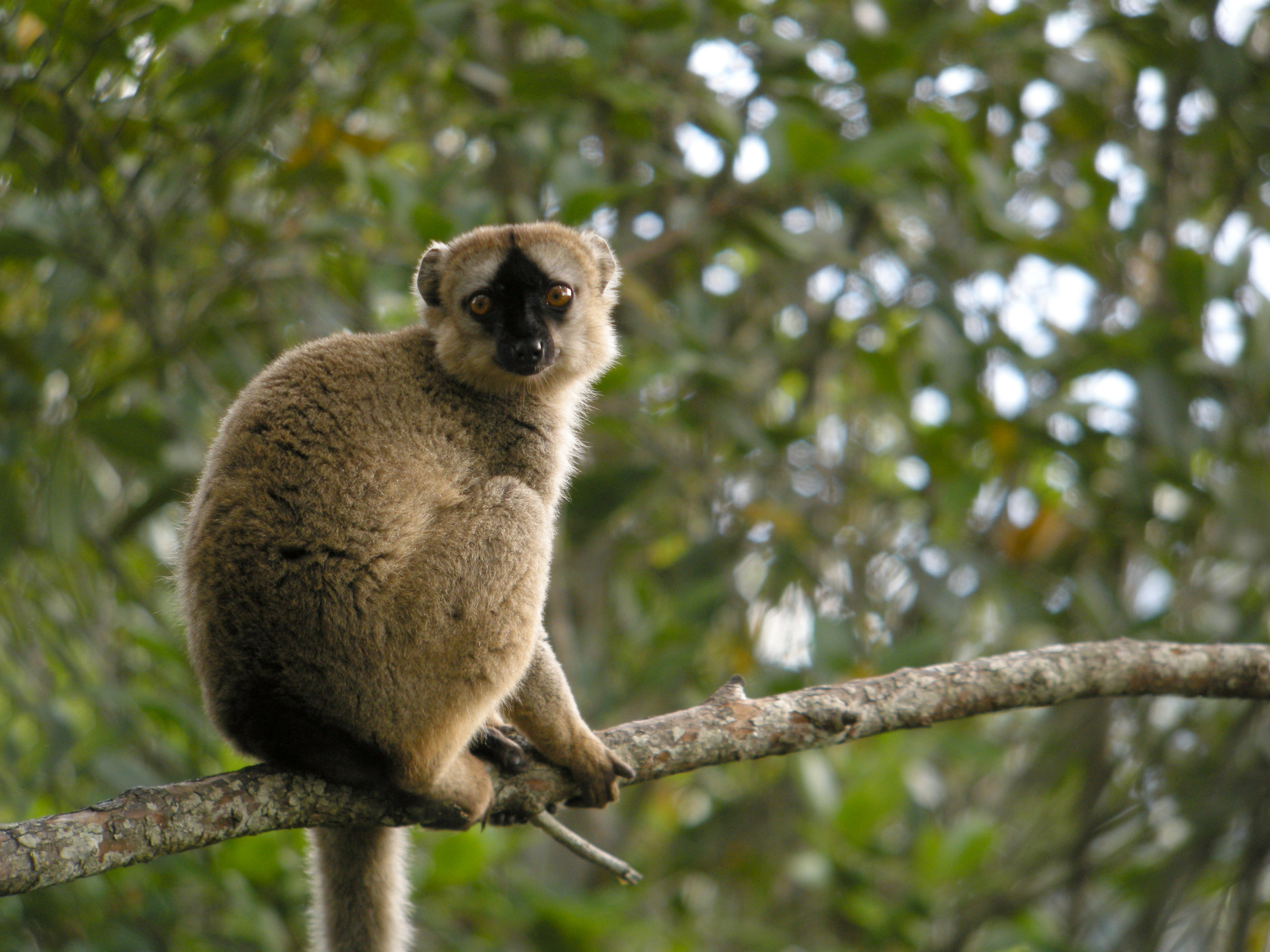 File:Brown Lemur, Mantadia, Madagascar.jpg - Wikimedia Commons