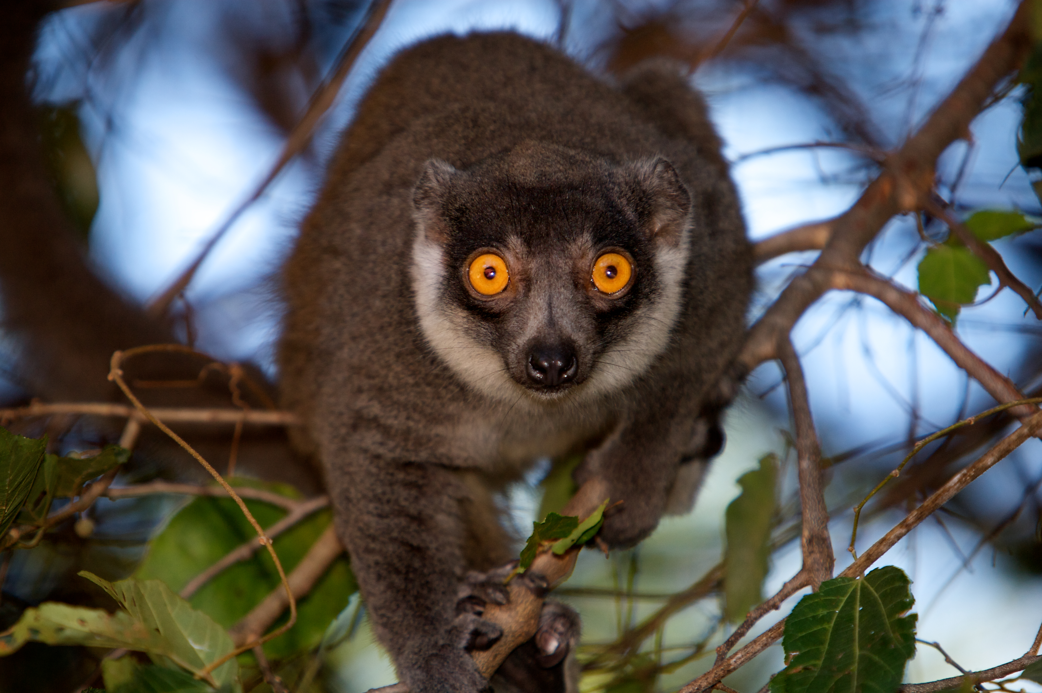 Common brown lemur Archives - Lemur Conservation Network