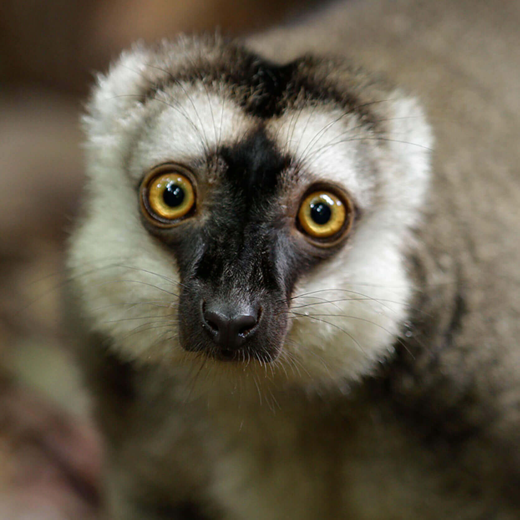 Brown Lemur - Singapore Zoo | Wildlife Reserves Singapore
