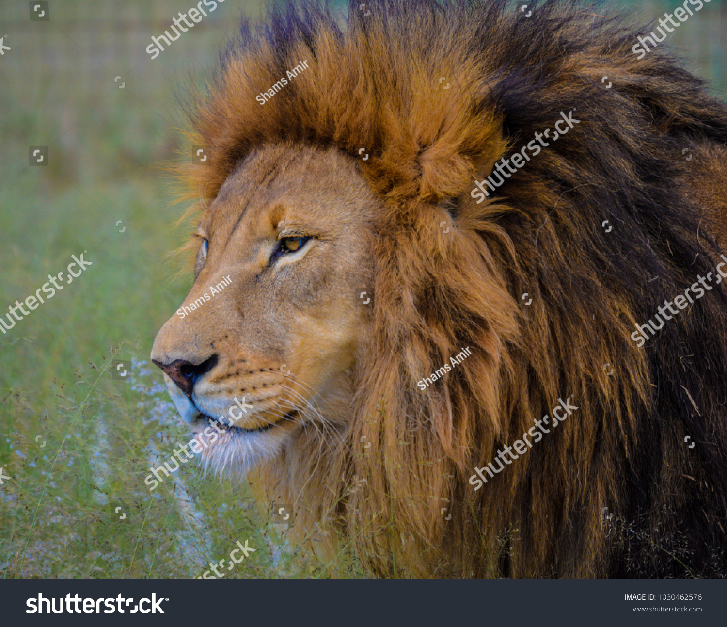 Brown Lion Eyeing Prey Stock Photo (Royalty Free) 1030462576 ...