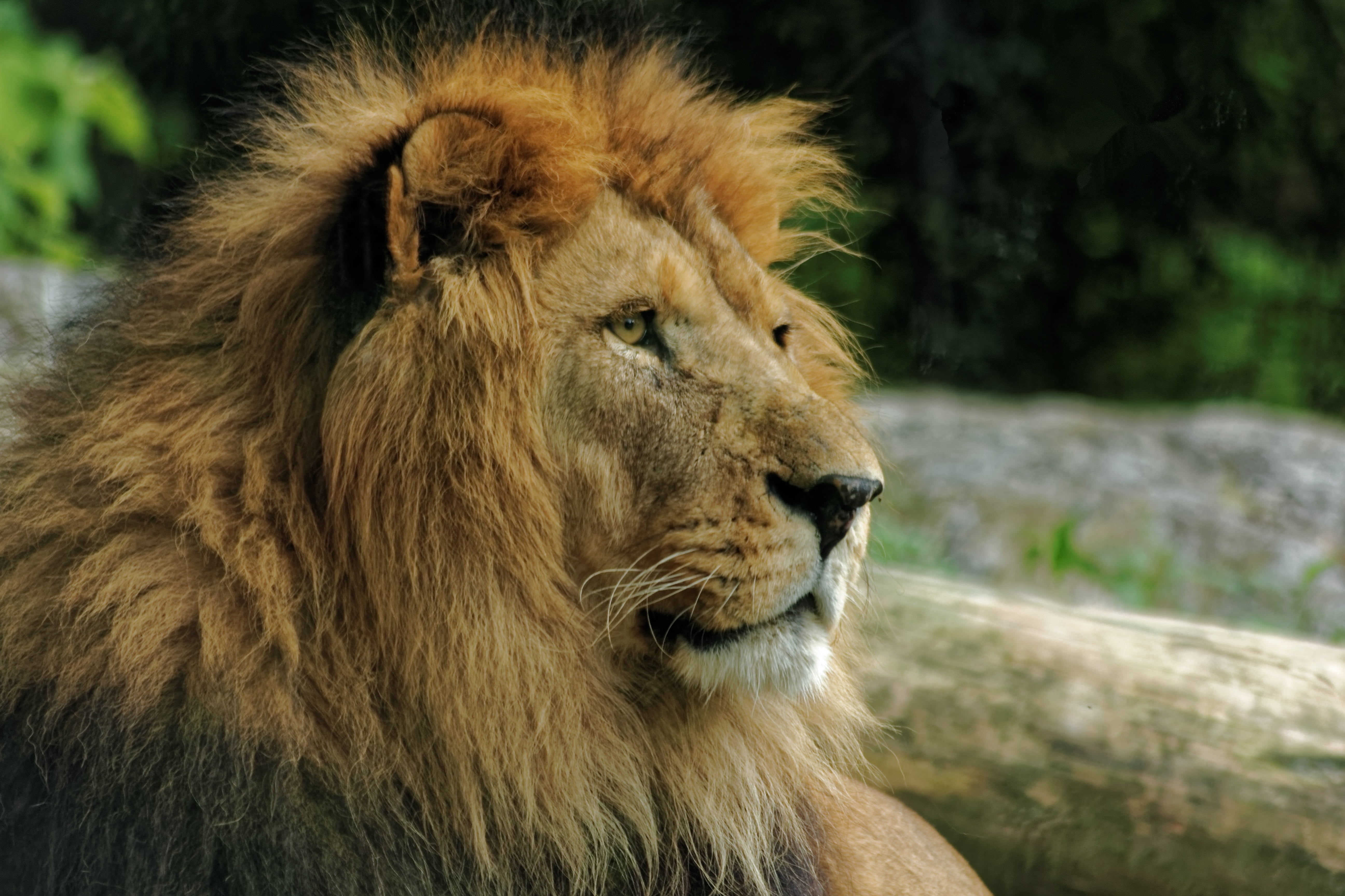 Free Photo Brown Lion Animal Outdoors Wildlife Free Download