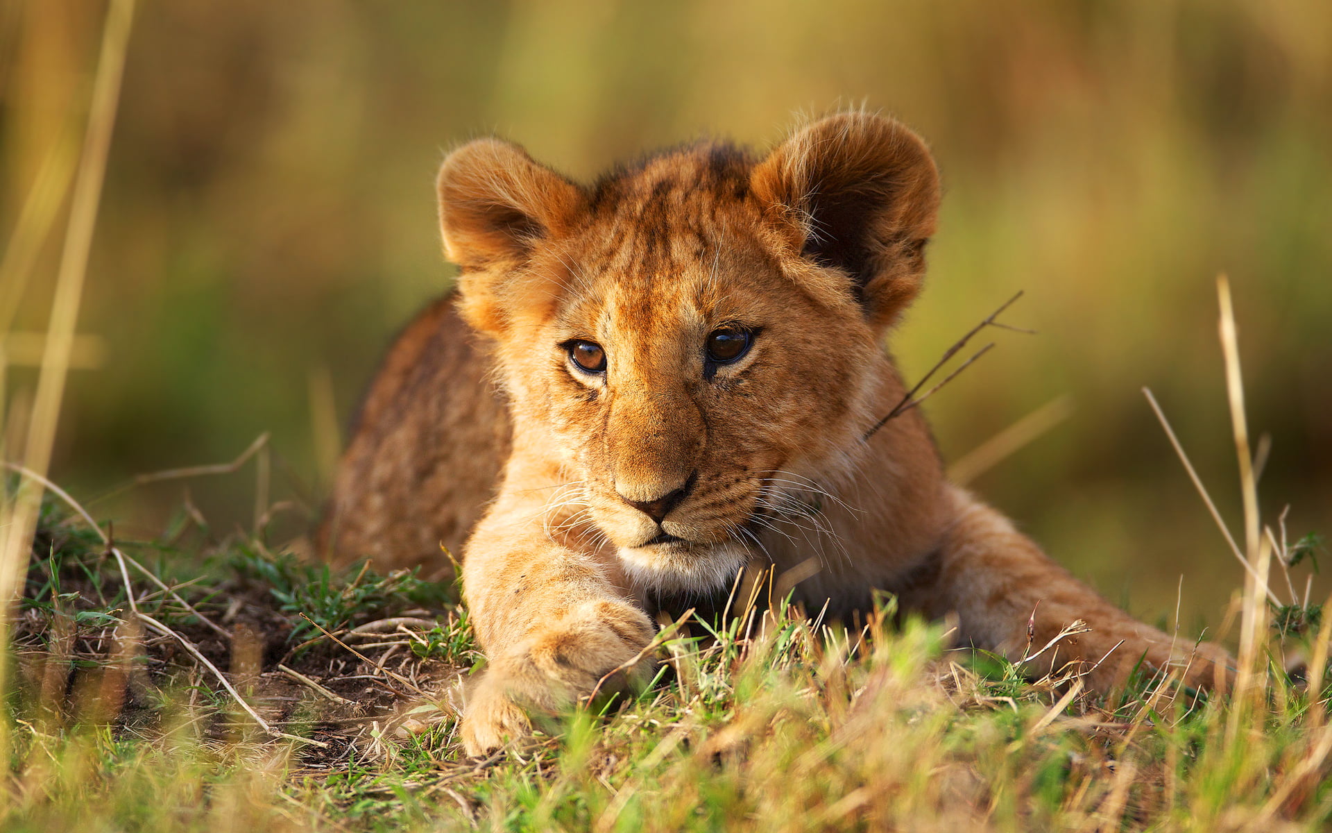 Lion cab lying on grass field during daytime HD wallpaper ...