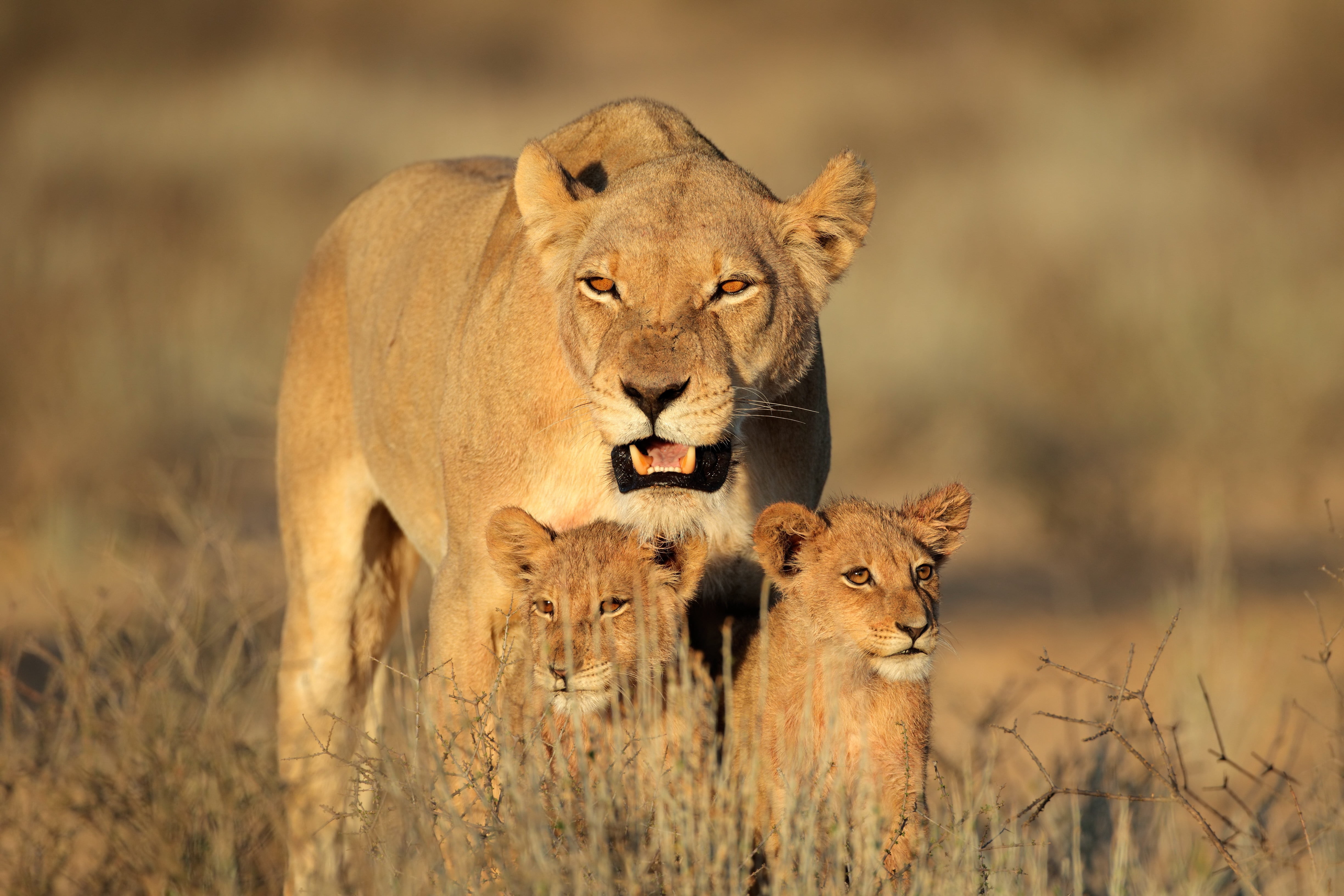Brown Lioness and two cubs on green grass HD wallpaper | Wallpaper Flare