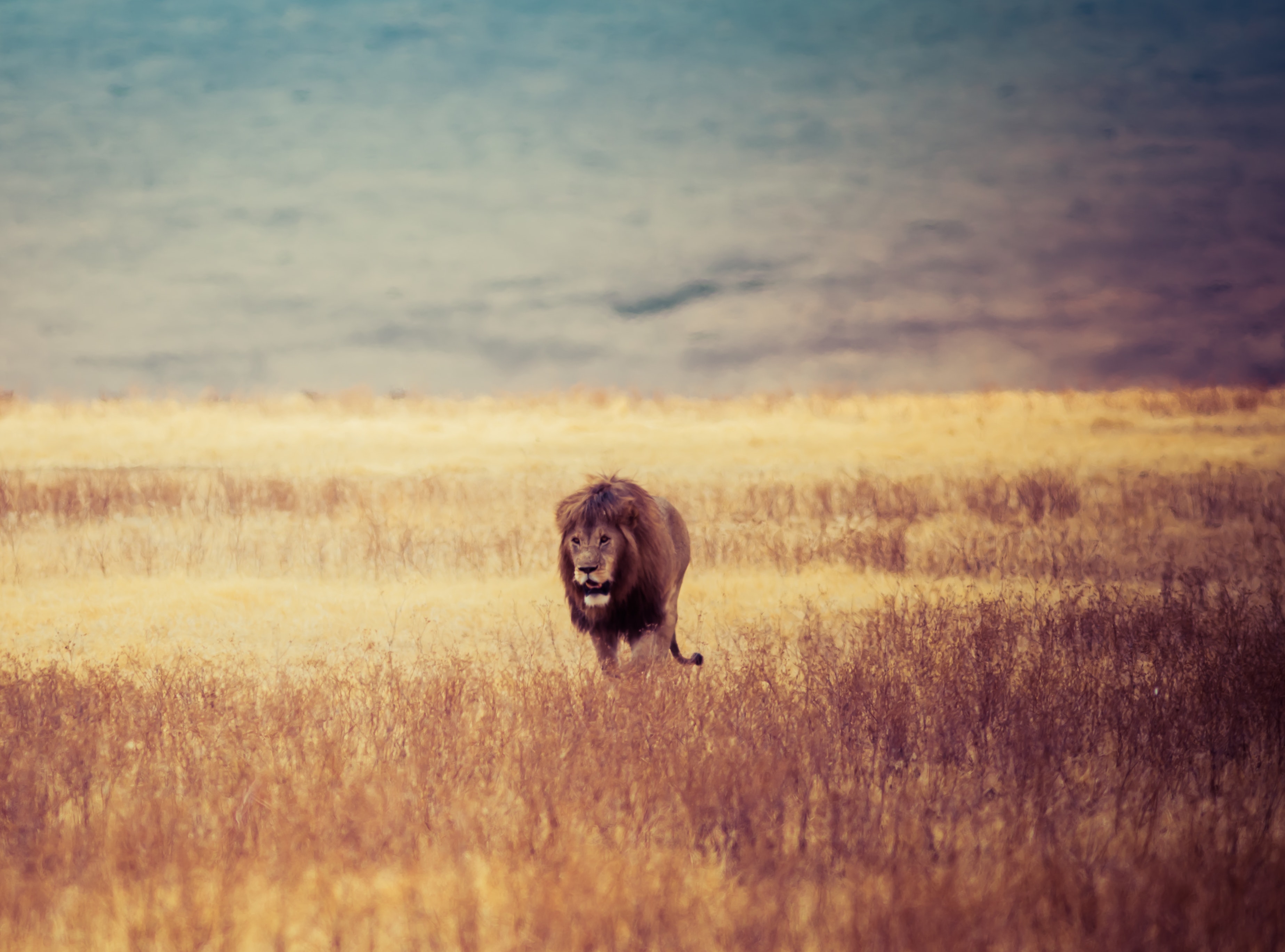 Brown lion walking on brown withered grass field photo