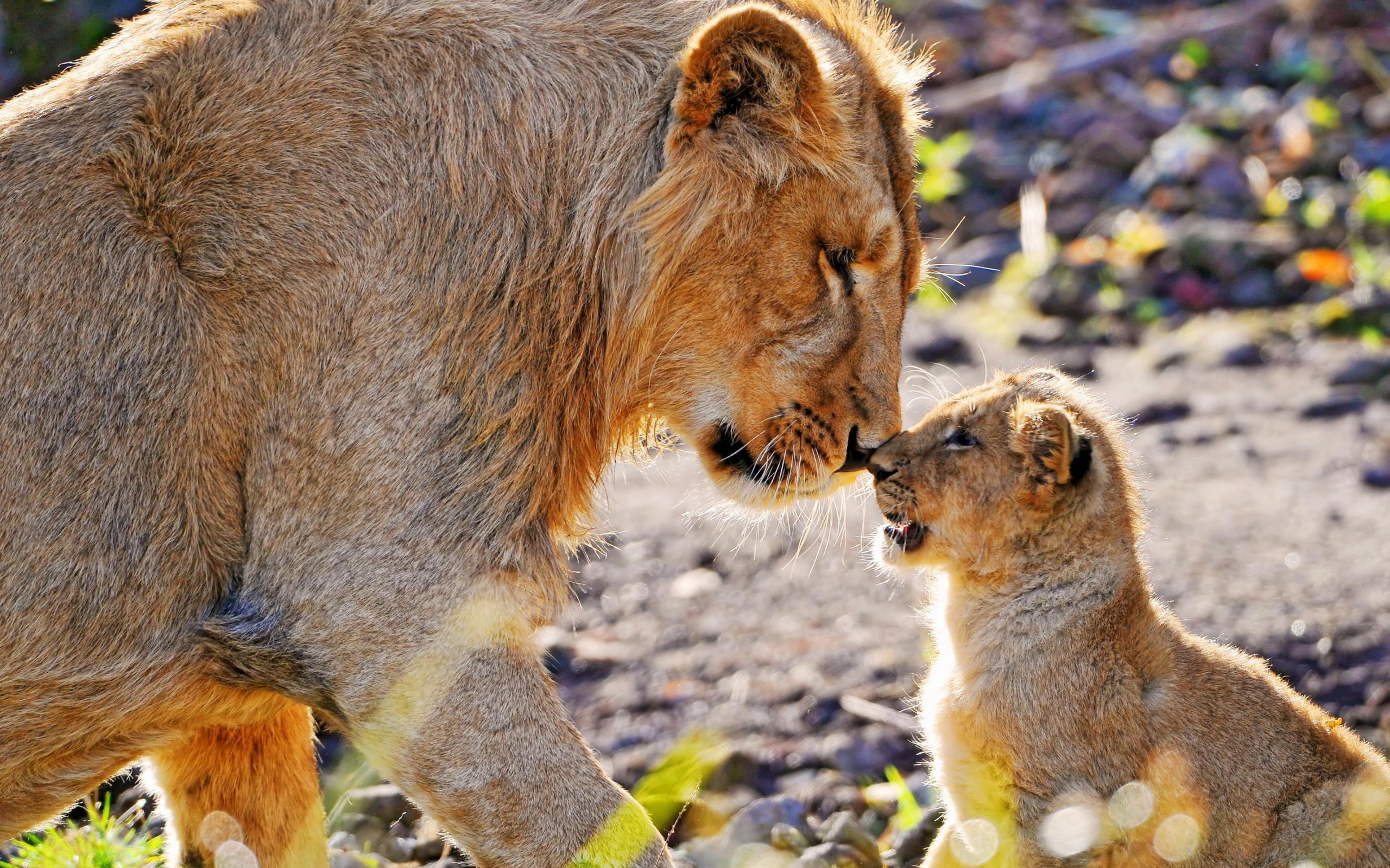 Brown lioness and cub HD wallpaper | Wallpaper Flare