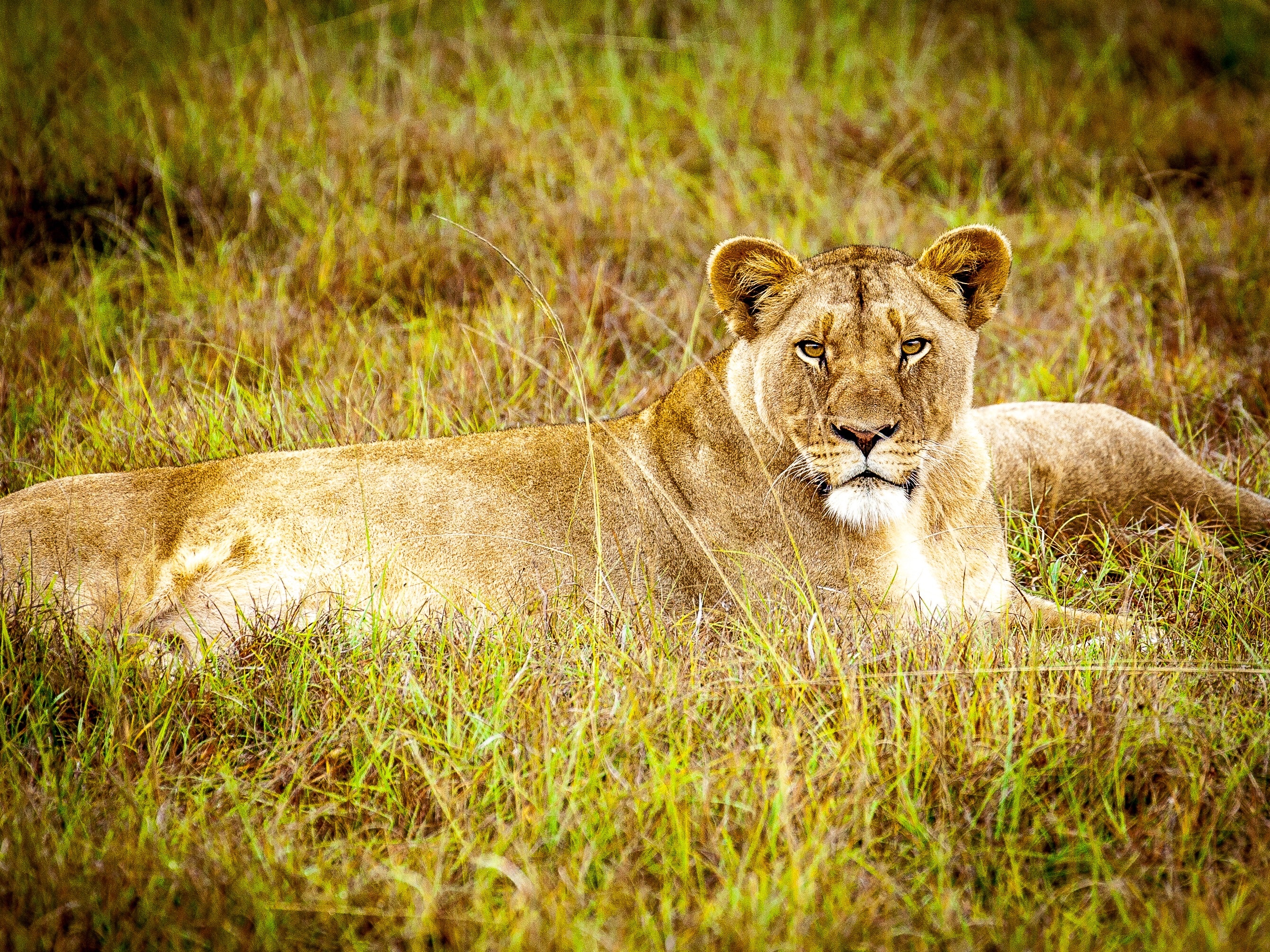 Brown lioness photo