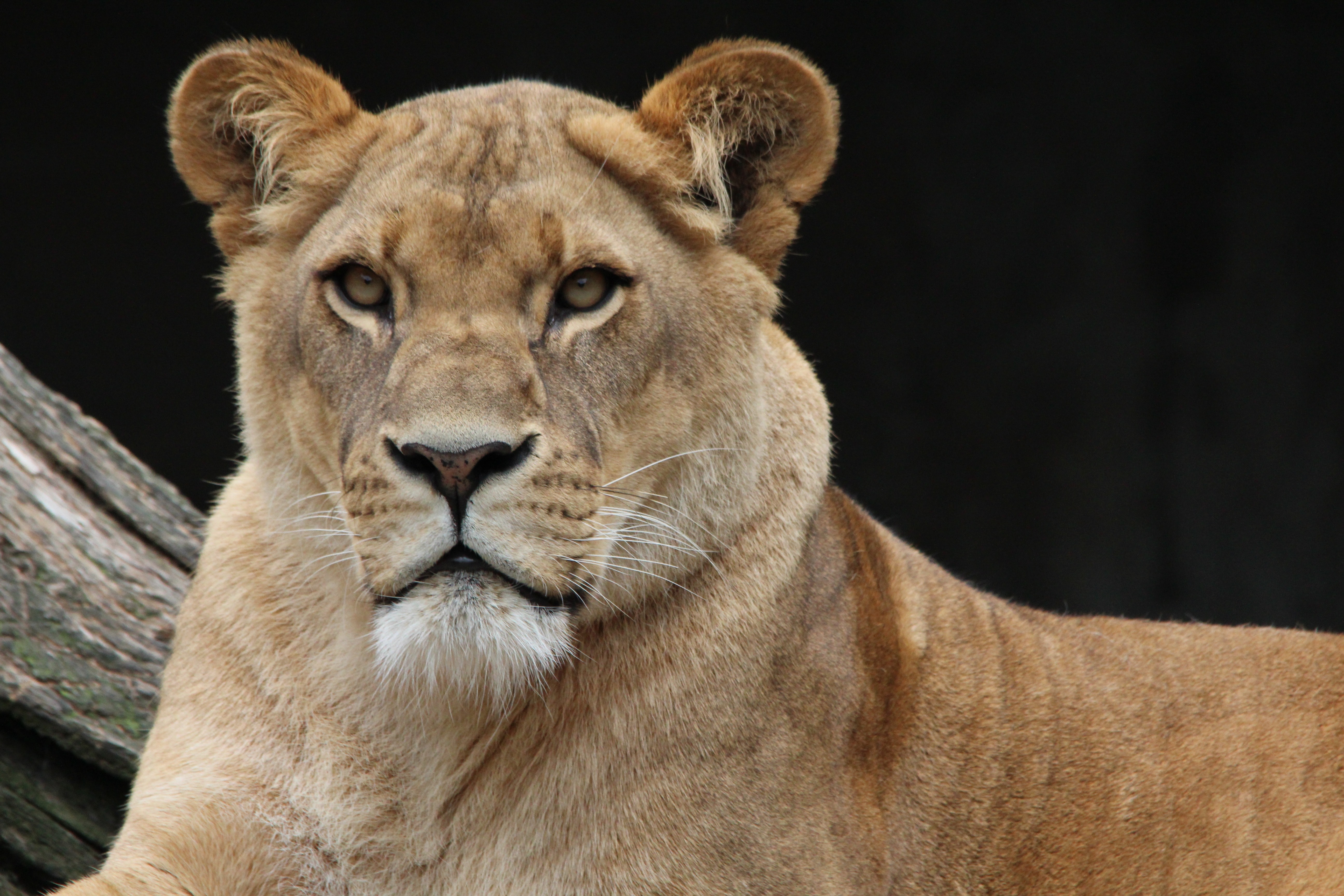 Lioness photo