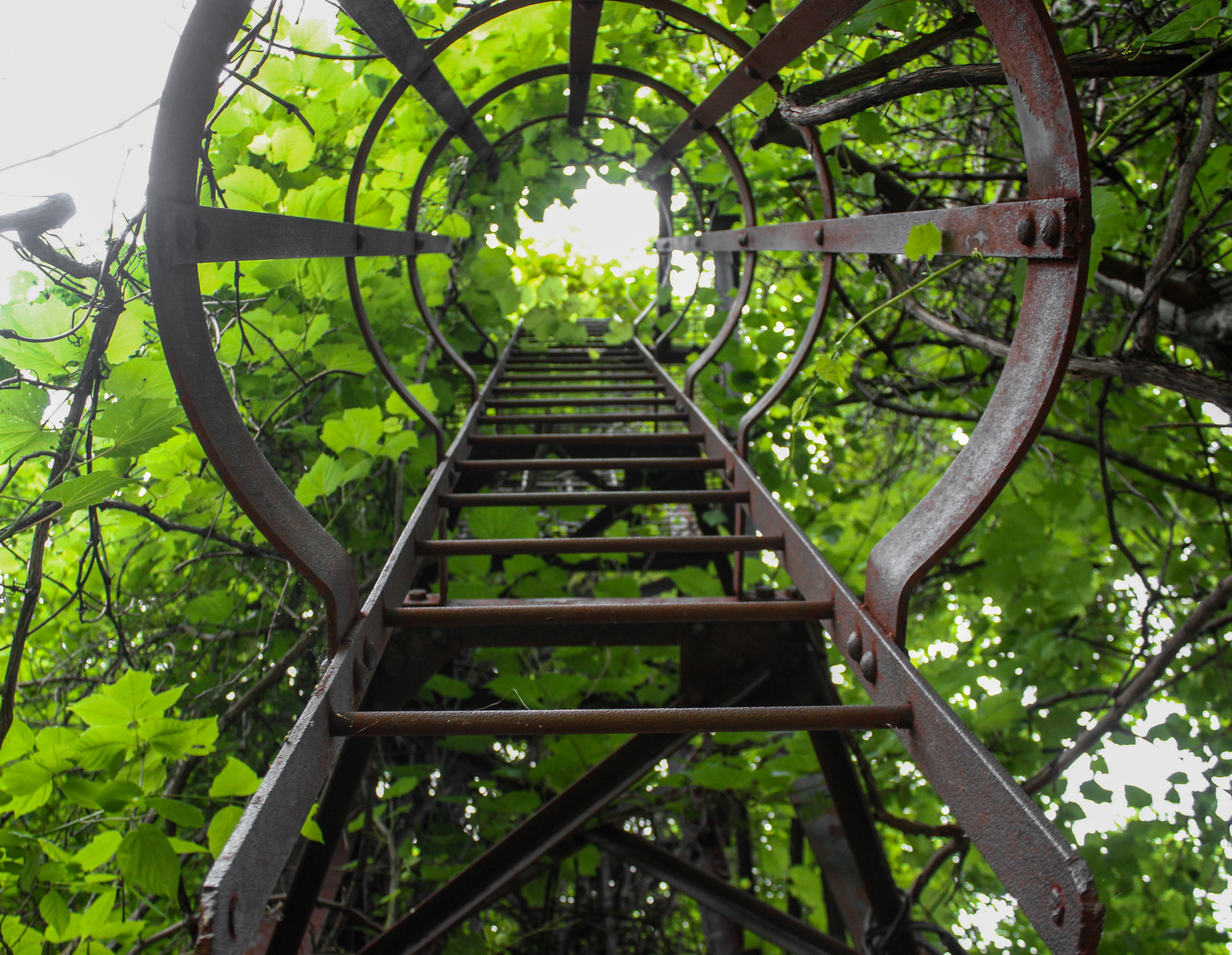 Brown metal steep ladder photo