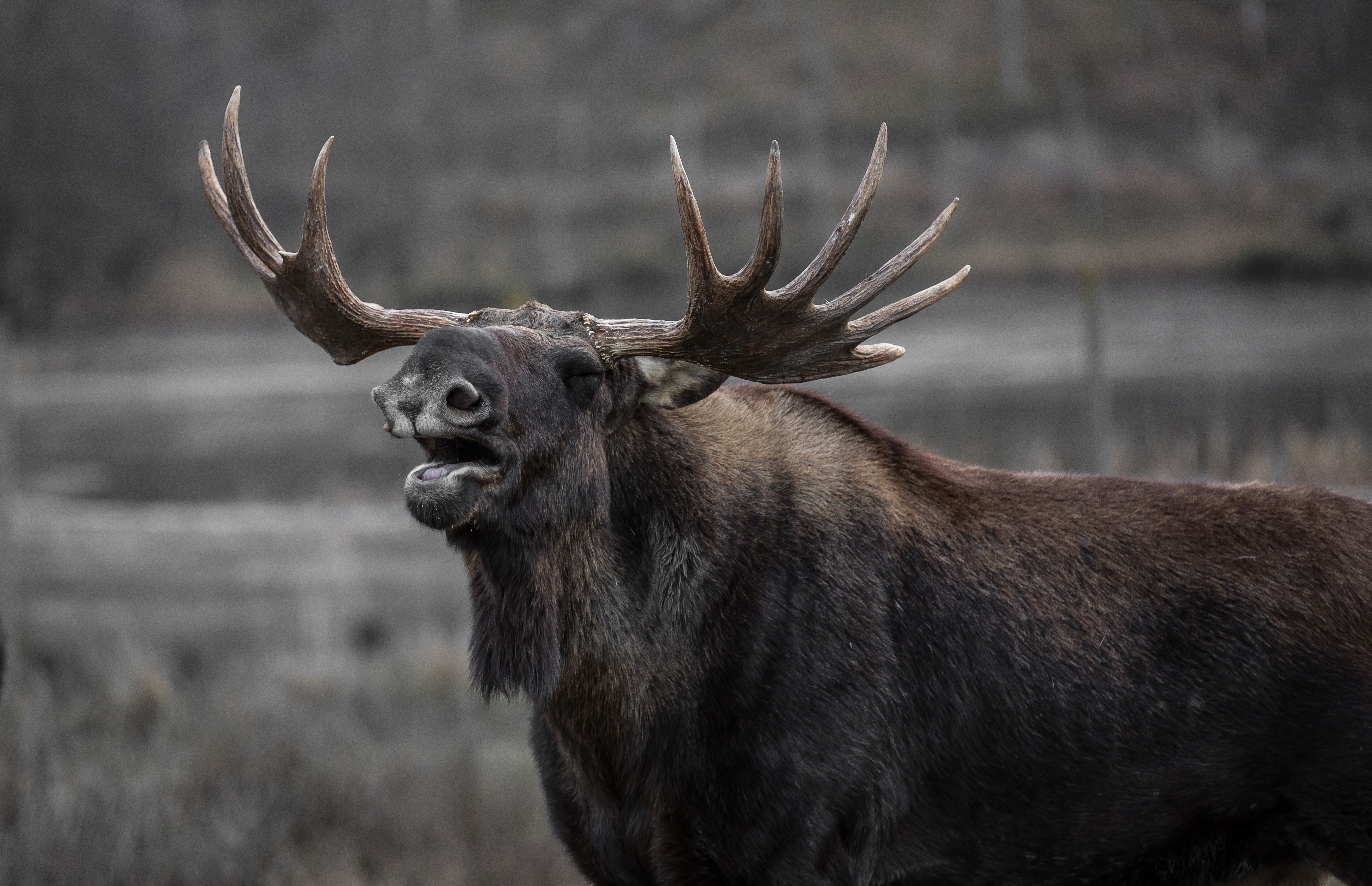 Large Brown Moose Free Stock Photo - NegativeSpace