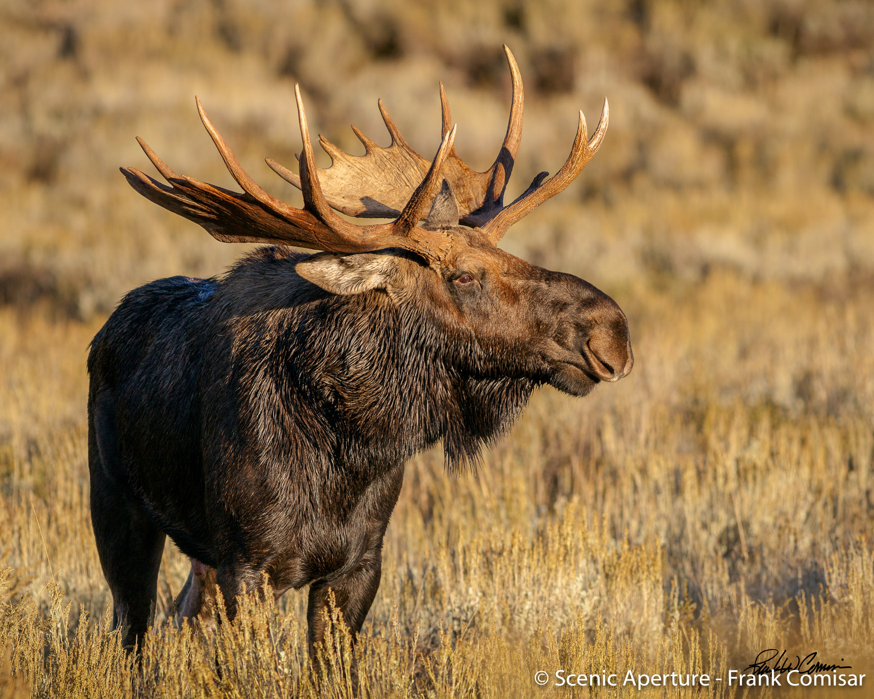 Bull Moose I - Scenic Aperture Durango Gallery