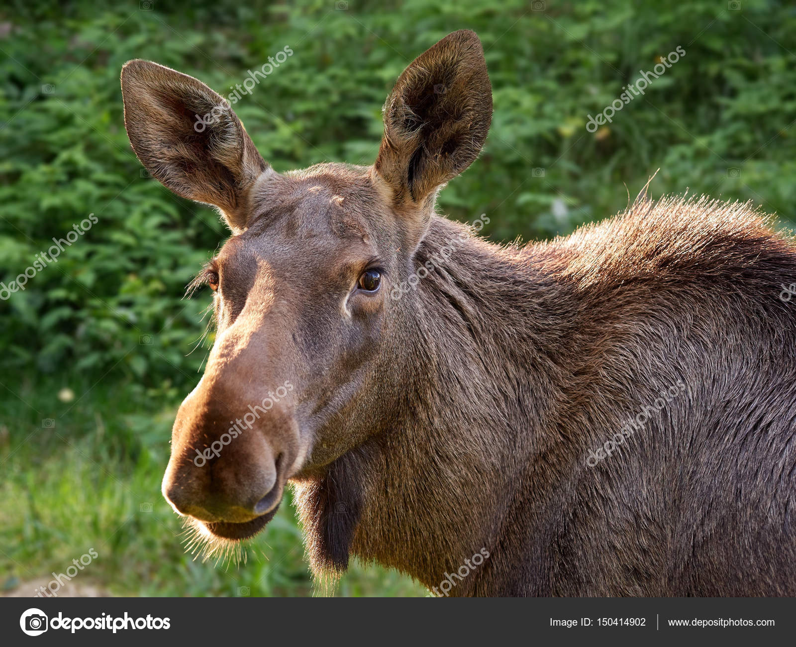 Big brown moose staring in animal portrait — Stock Photo ...