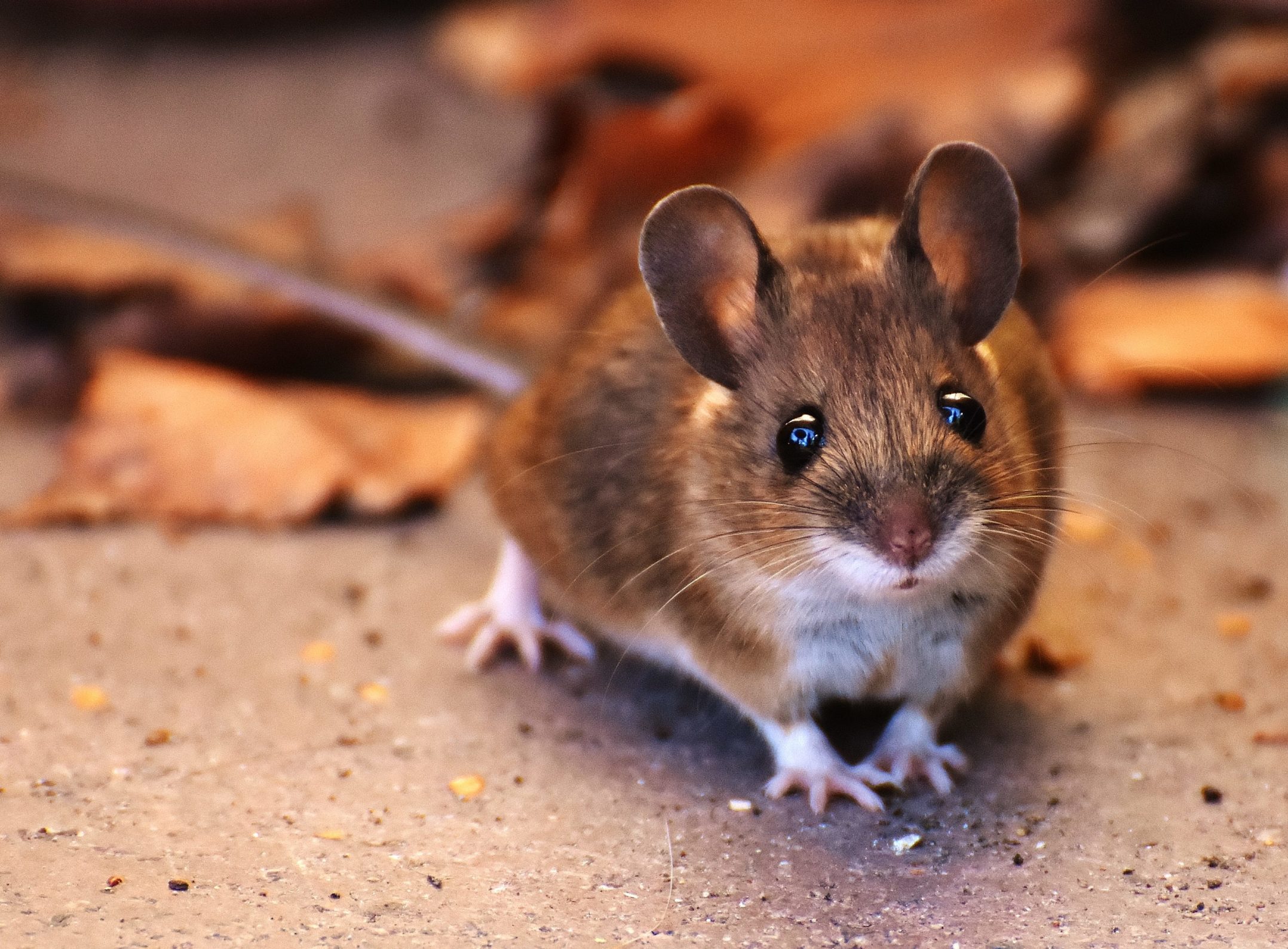 Mice: frequent questions | Welcome Wildlife
