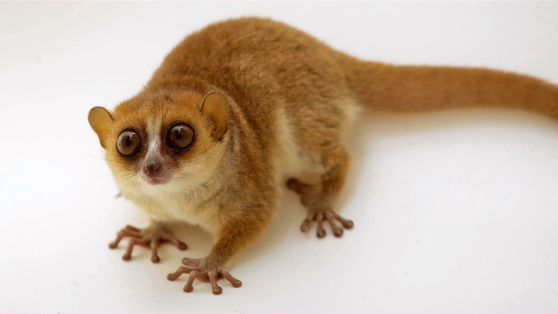 Creature Clip: Rufous Mouse Lemur | RARE: Creatures of the Photo Ark ...