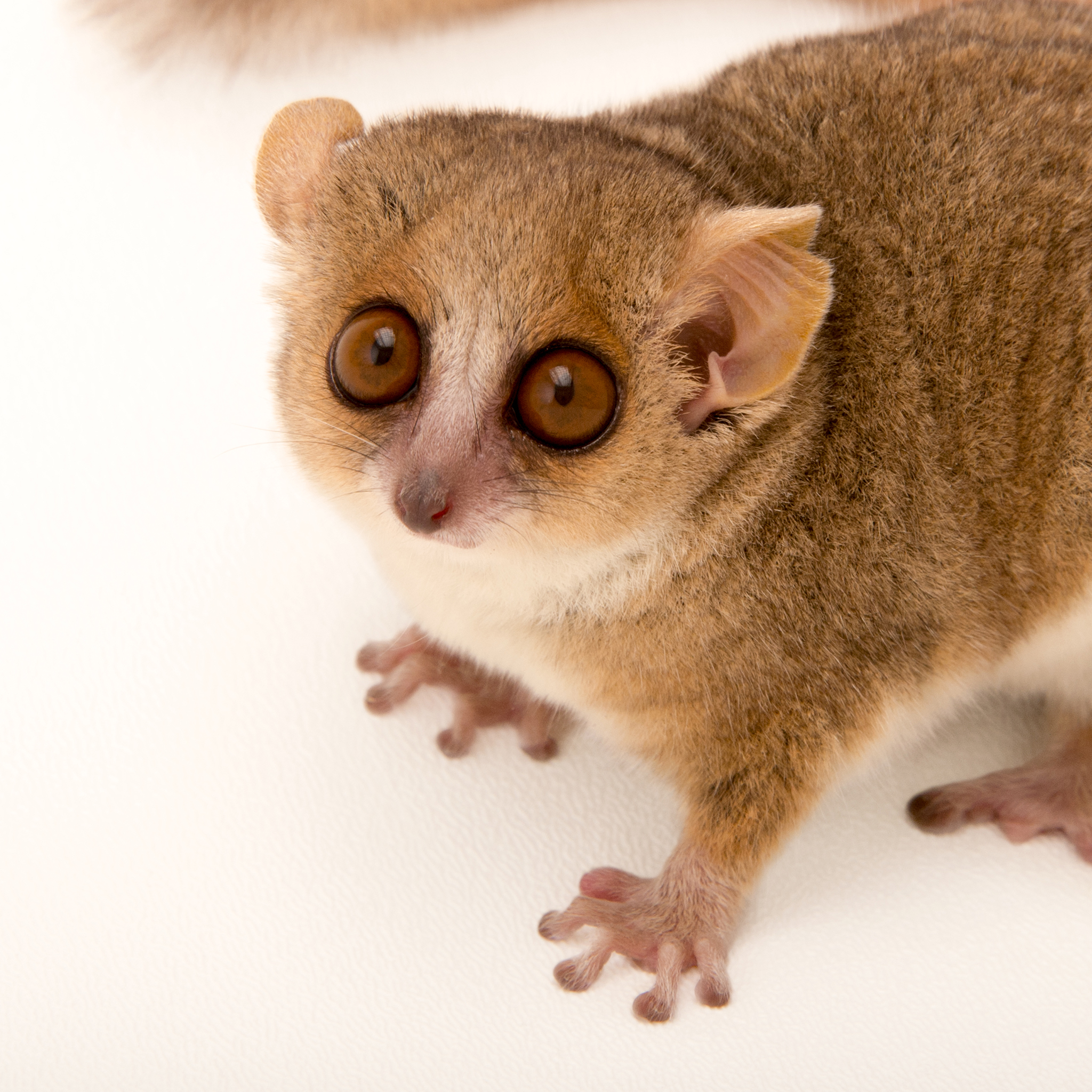 Mouse Lemurs | National Geographic