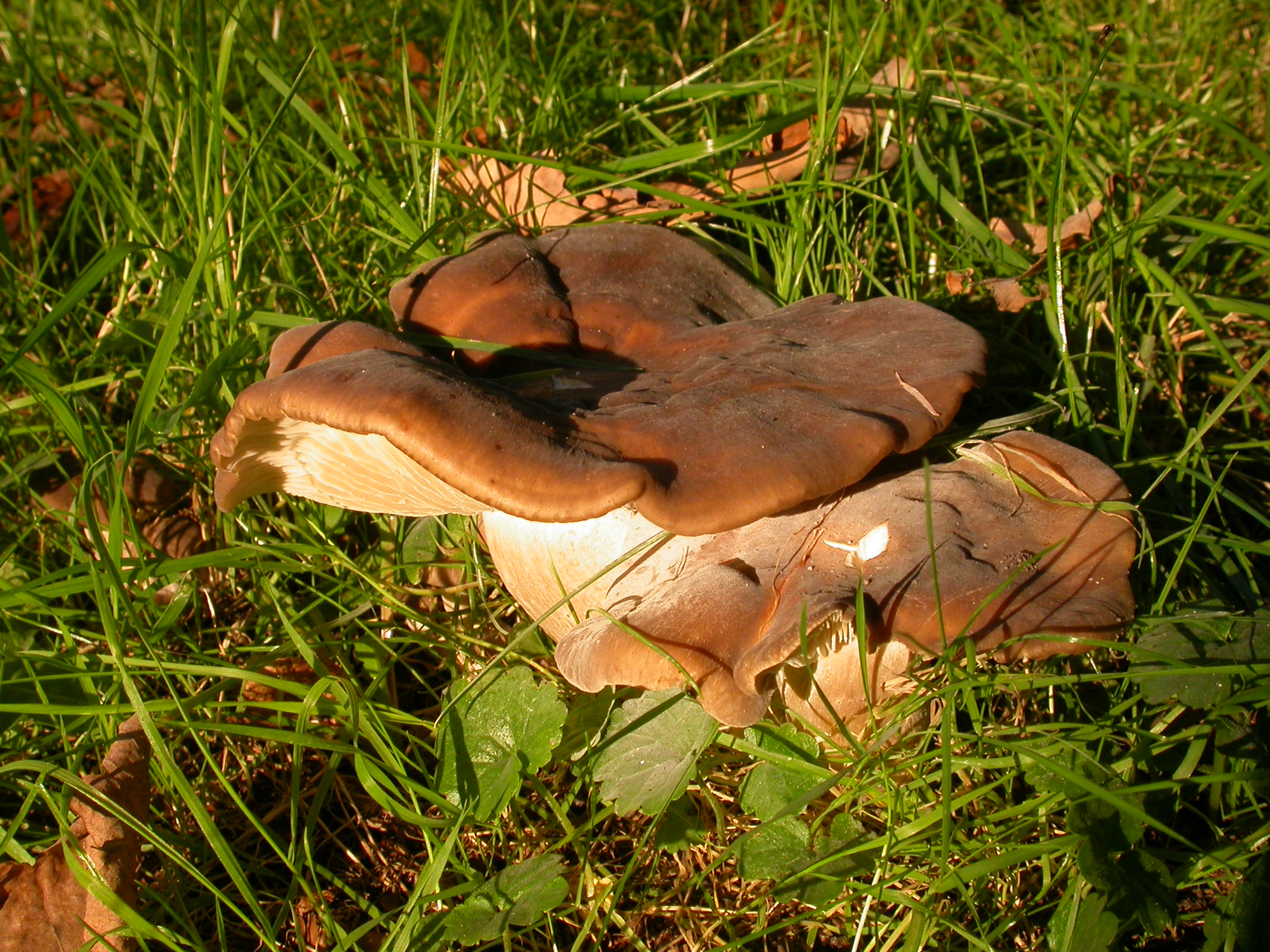AMC mushrooms