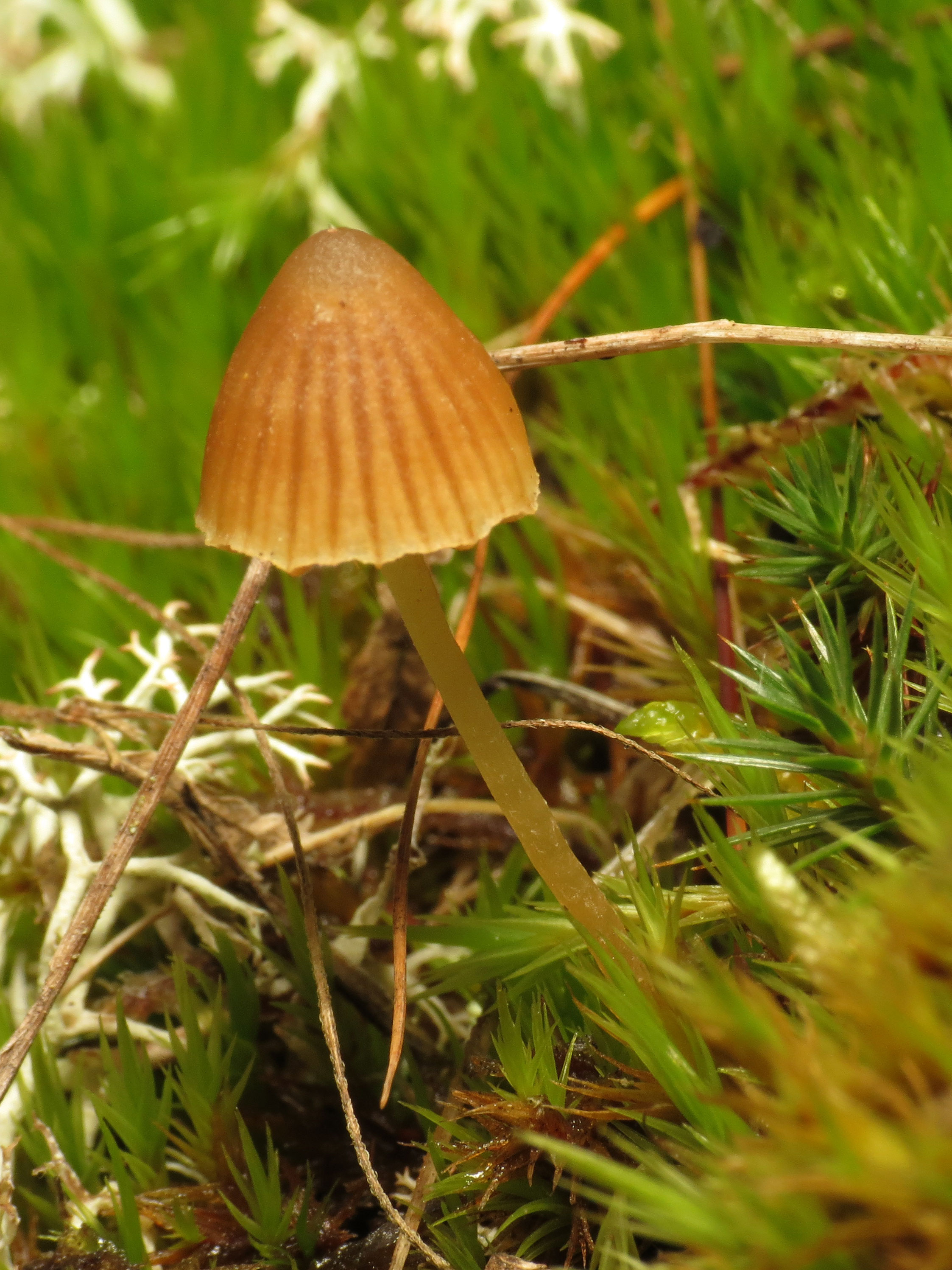 File:Little Brown Mushroom (15744730366).jpg - Wikimedia Commons