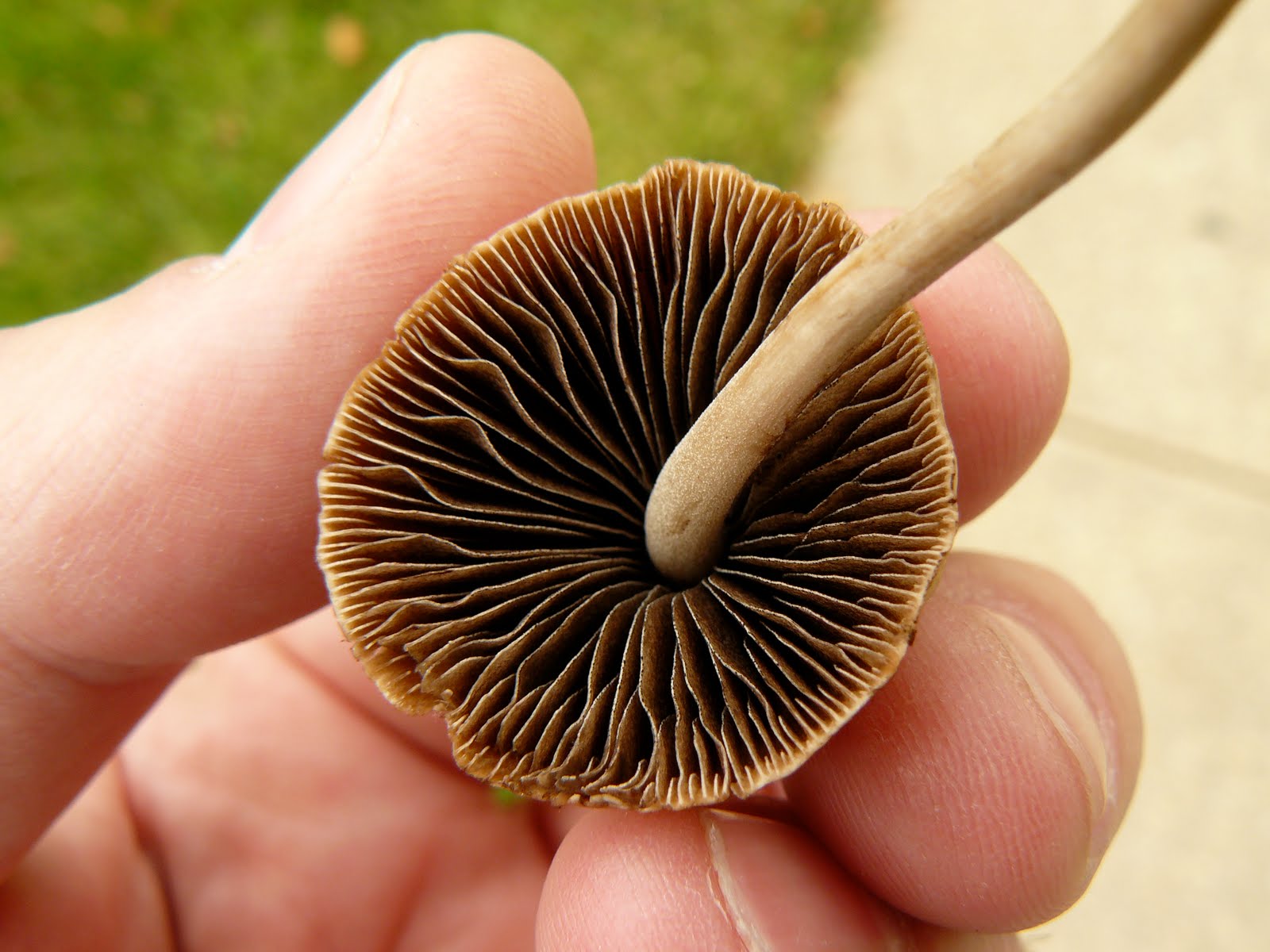 Mushroomer: Little brown mushroom (LBM)
