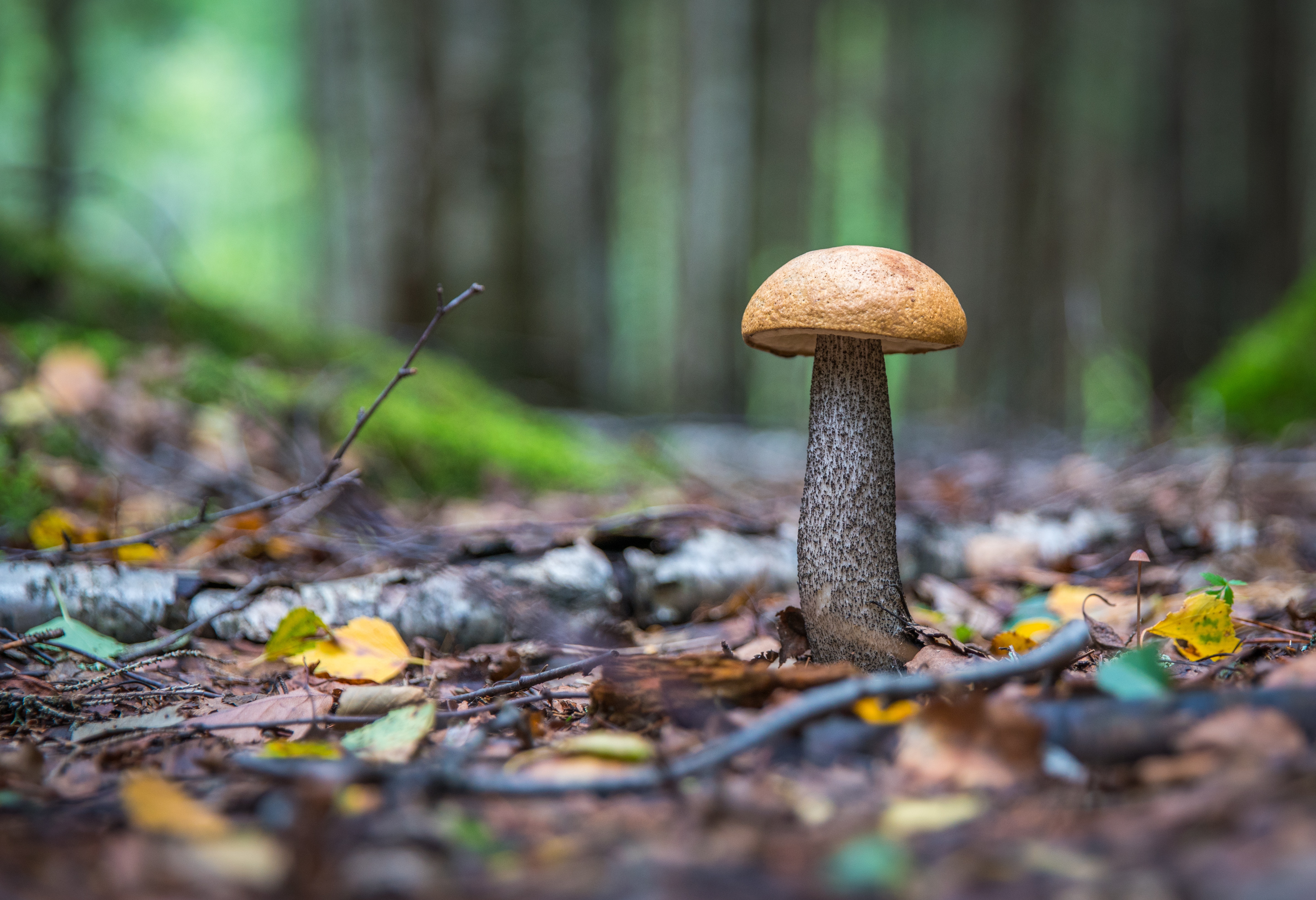 Brown mushroom at daytime photo