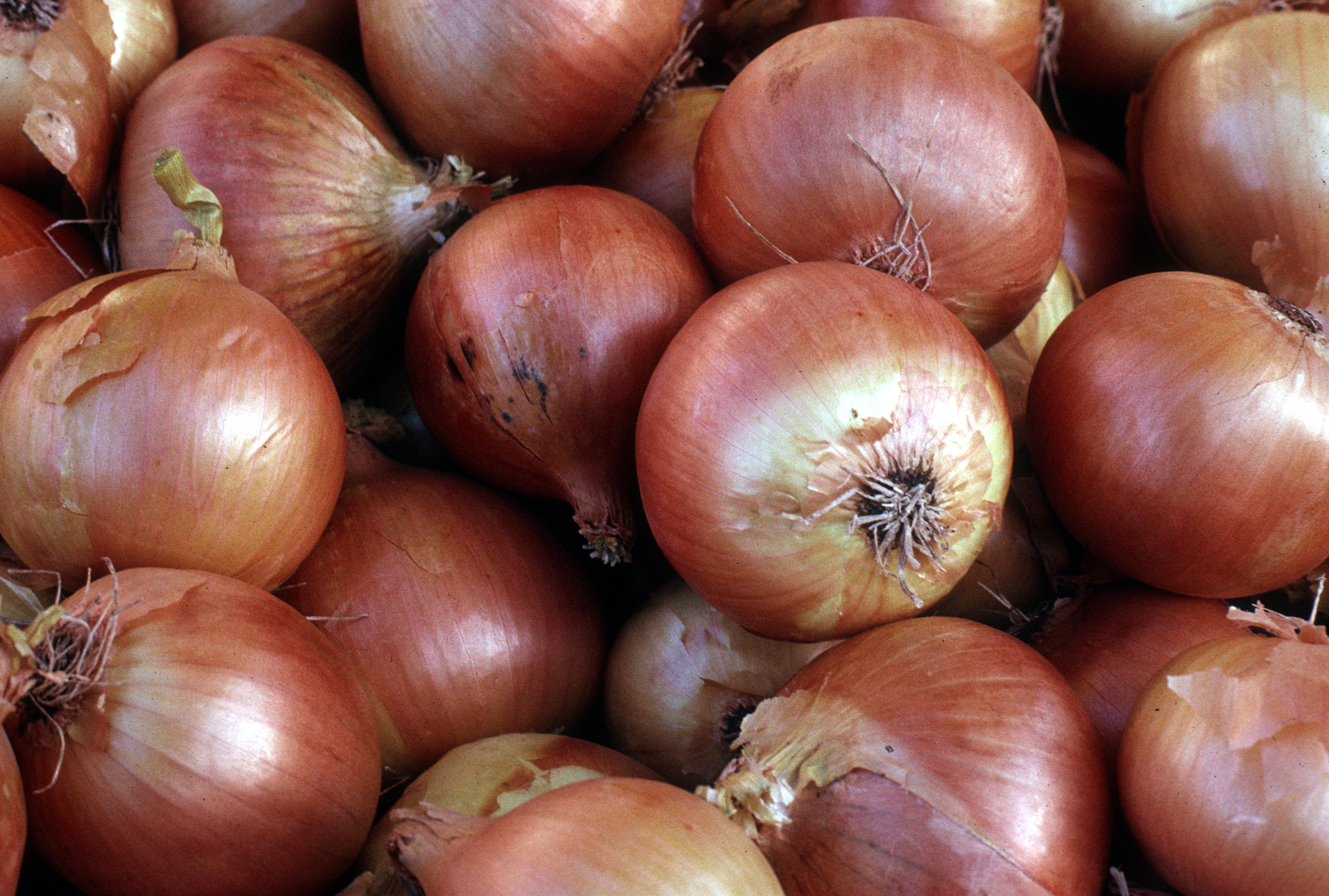 FRESH BROWN ONION LB - Produces - Mom Market and Baby Bong Sua