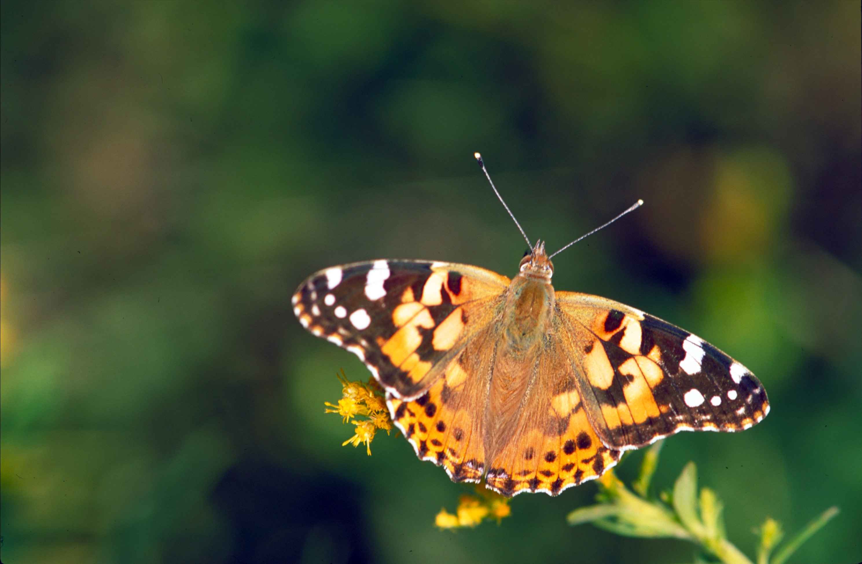 Free picture: brown, orange, white, painted, lady, butterfly ...